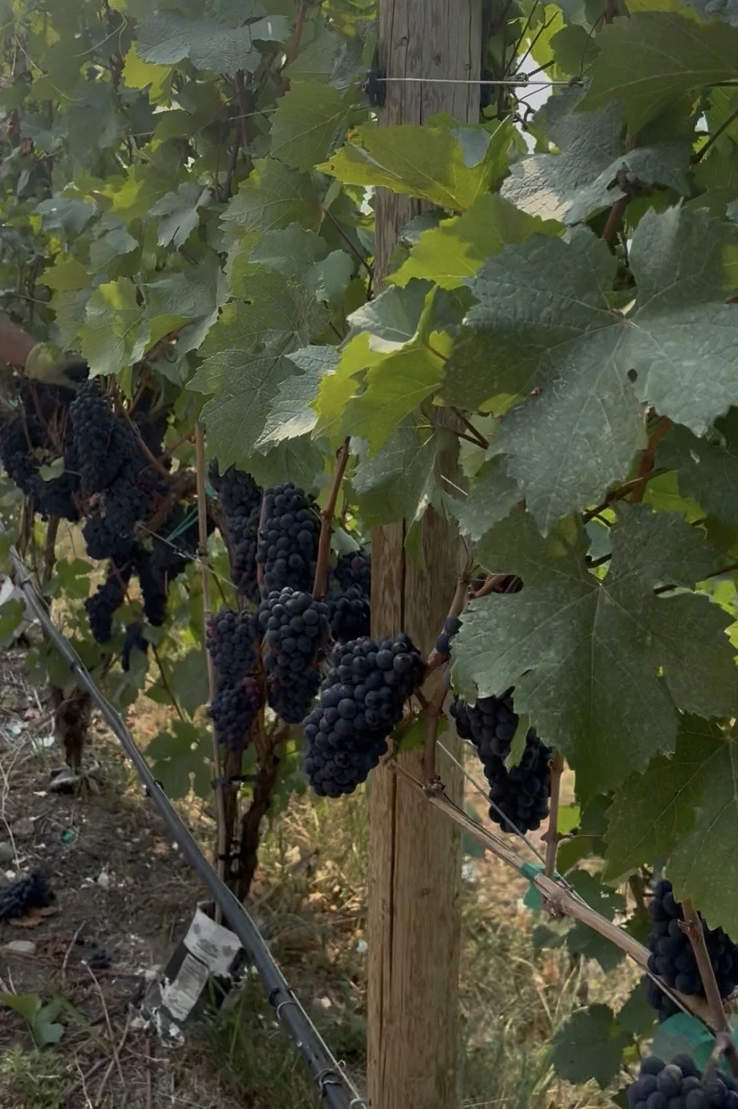 BC wine grapes