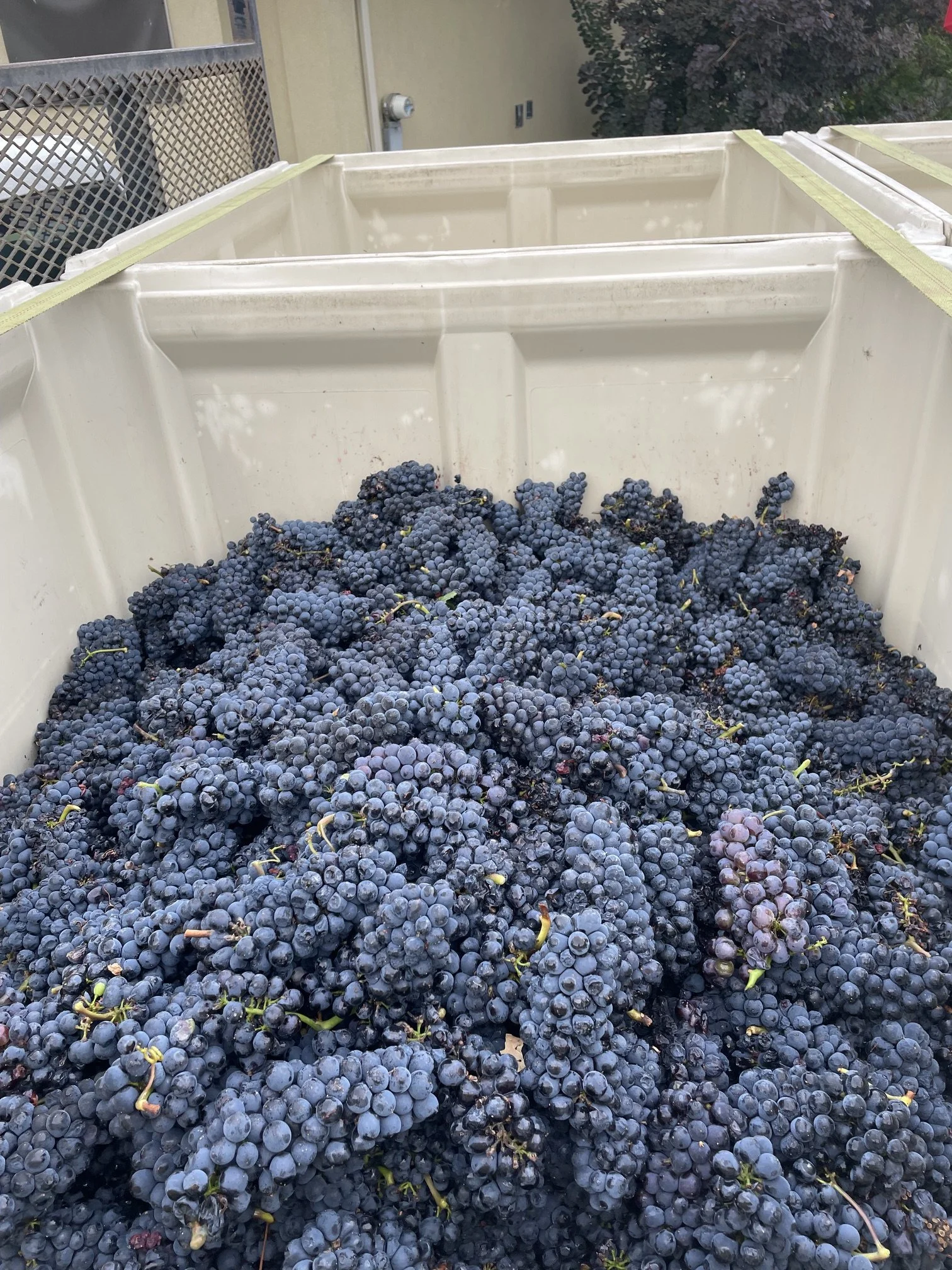 BC wine grapes for sale