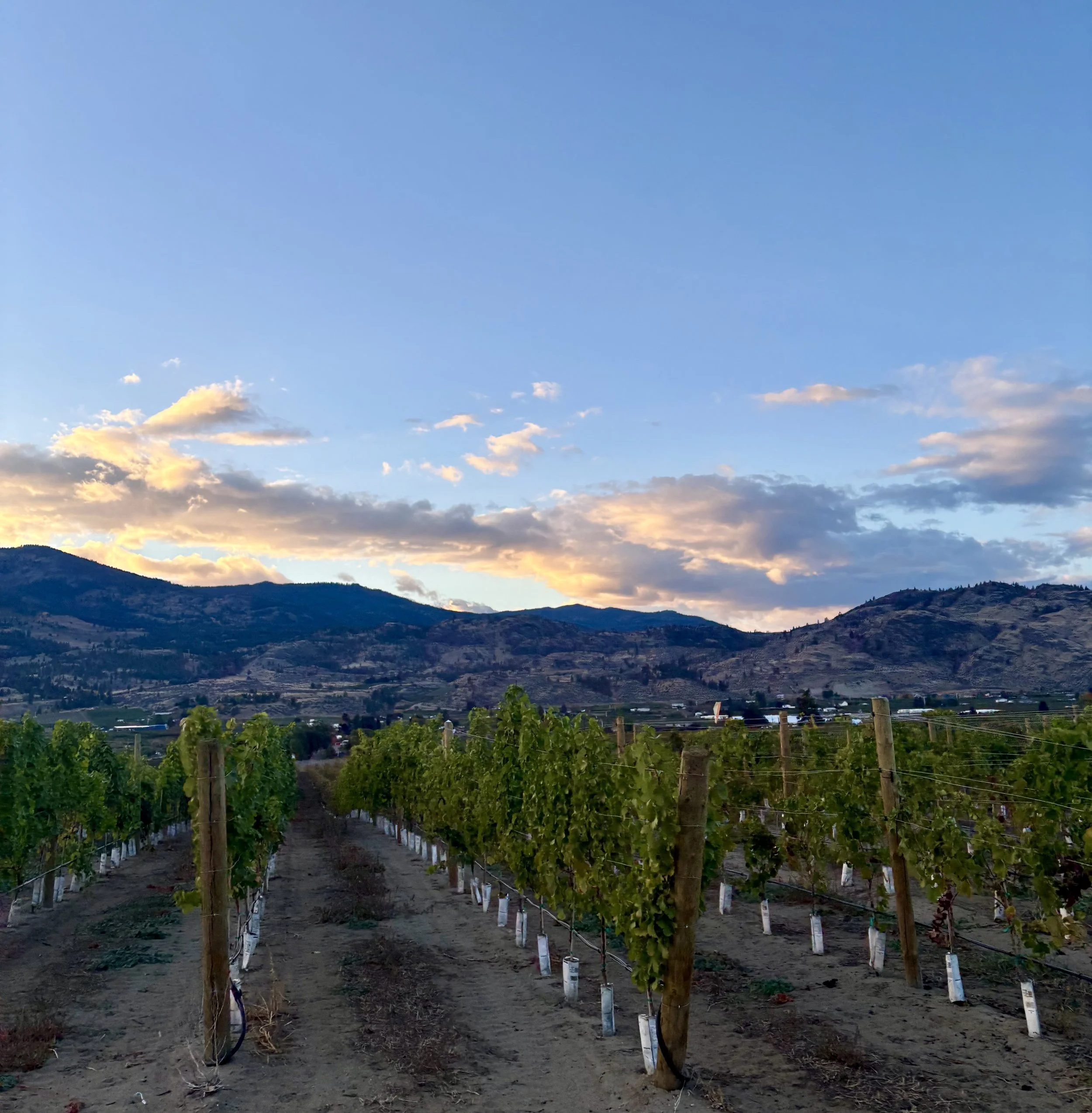BC wine grapes for sale