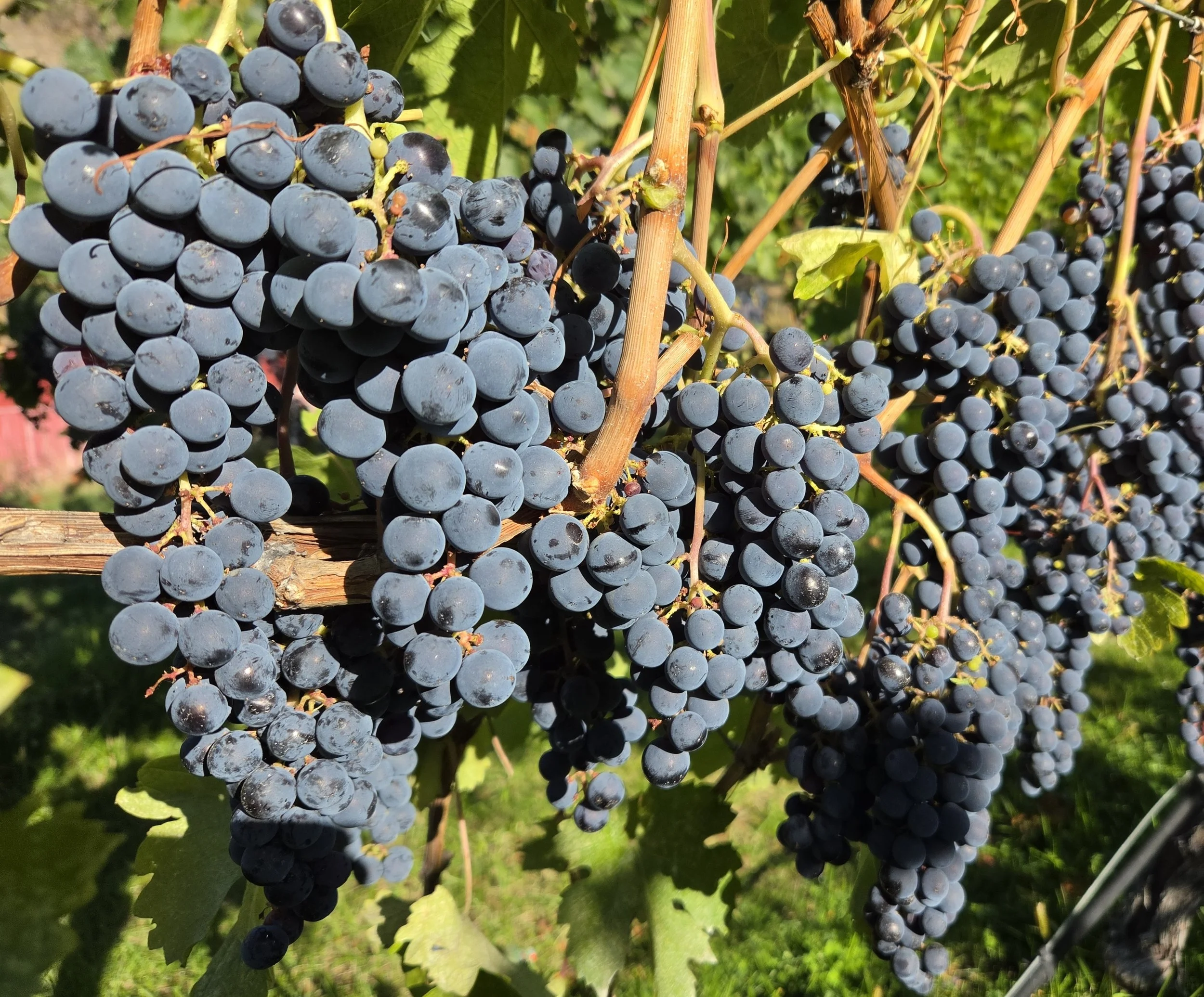 BC wine grapes for sale