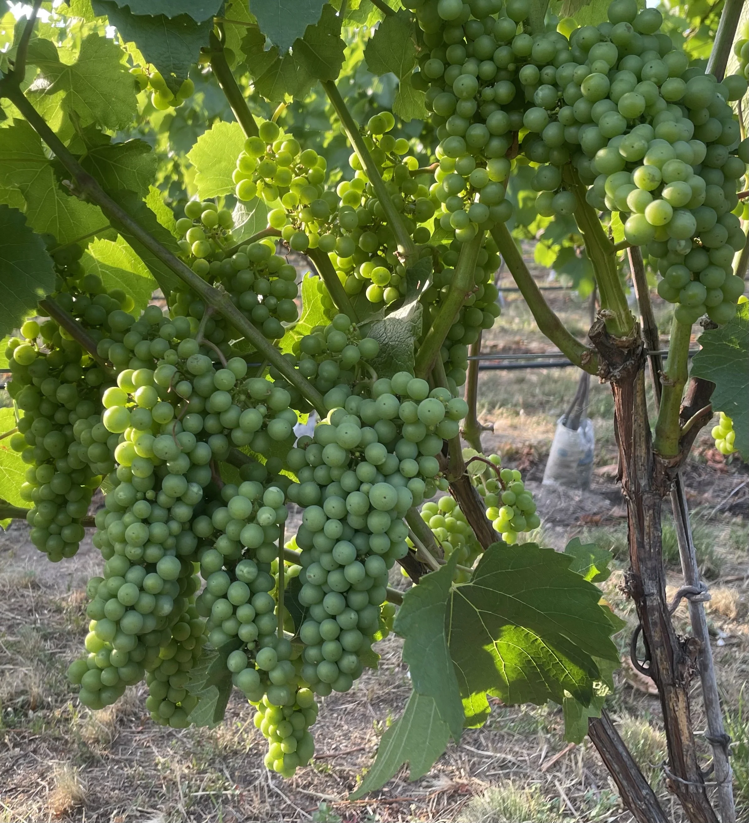 BC wine grapes for sale