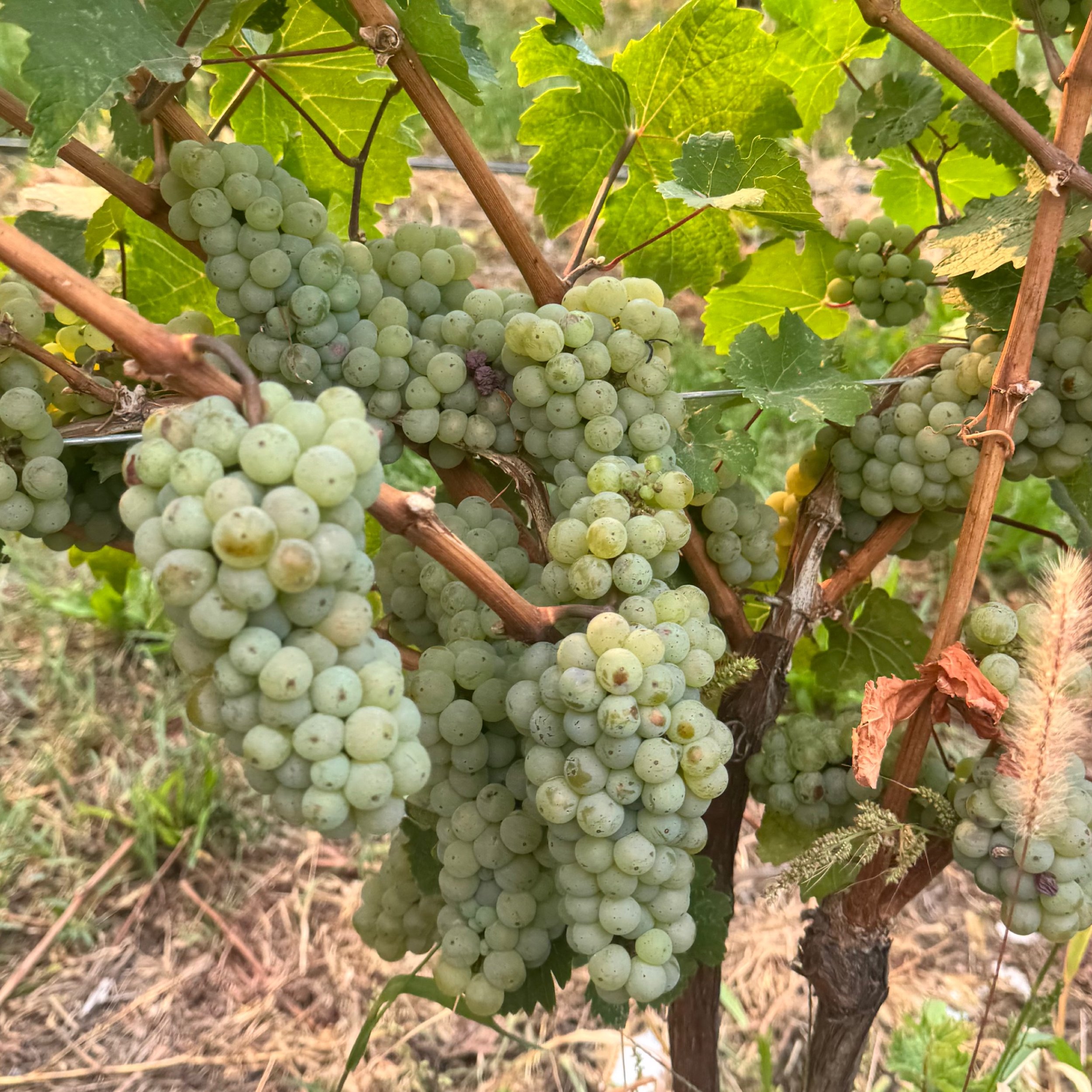 BC wine grapes for sale