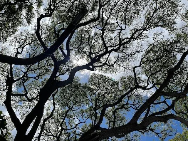 View of tree branches and leaves seen from below, with the sun partially obscured by the branches and a partly cloudy sky in the background.