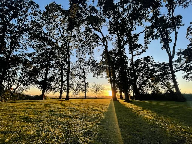 Sunset sky over a grassy park with tall trees casting long shadows.