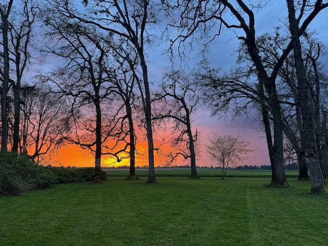 Sunset over a grassy field with tall, leafless trees silhouetted against a colorful sky transitioning from orange to purple to blue.
