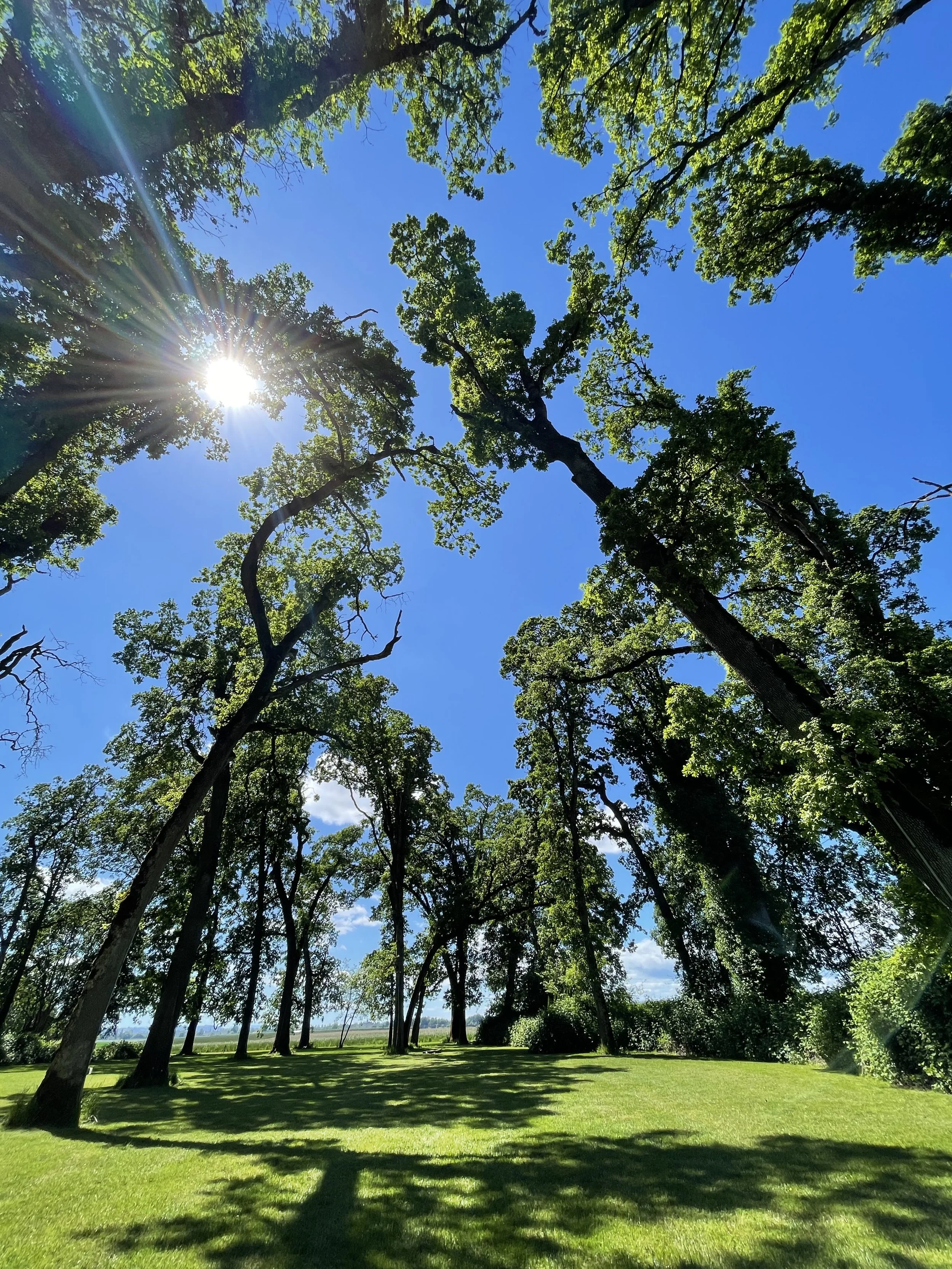 Sun shining through the green leaves of tall trees with a clear blue sky and grass in the foreground, casting shadows.
