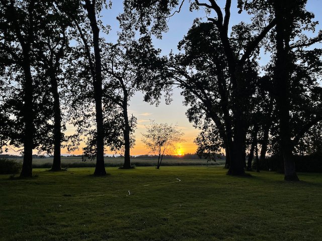 Sunset over a grassy area with tall trees silhouetted against the sky.