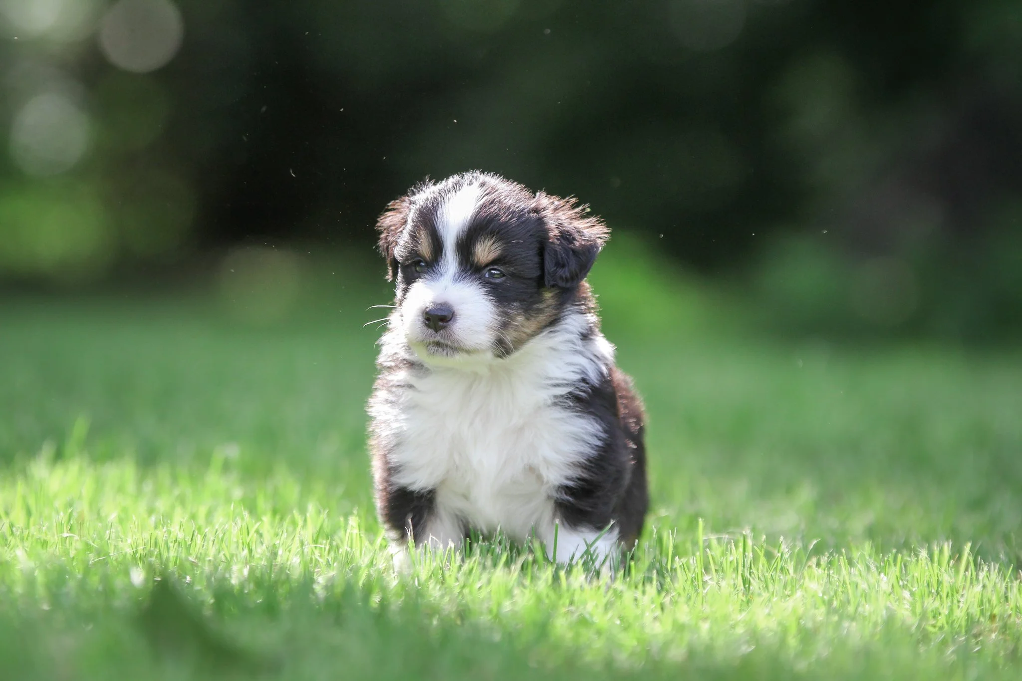 puppies-08 copy.jpg