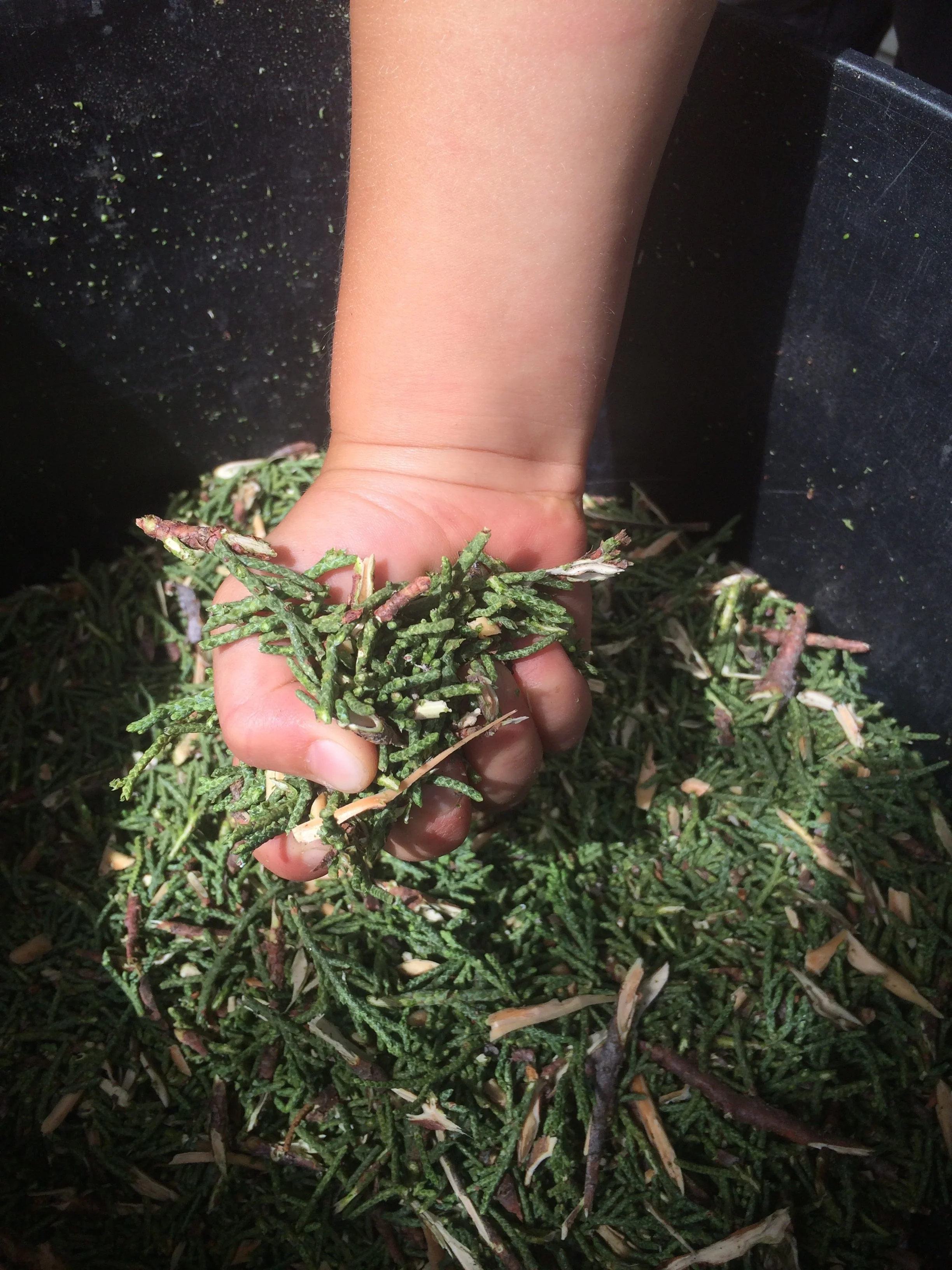 A child's hand grabbing fresh mulch made of shredded leaves or plant material in a garden or planting area.
