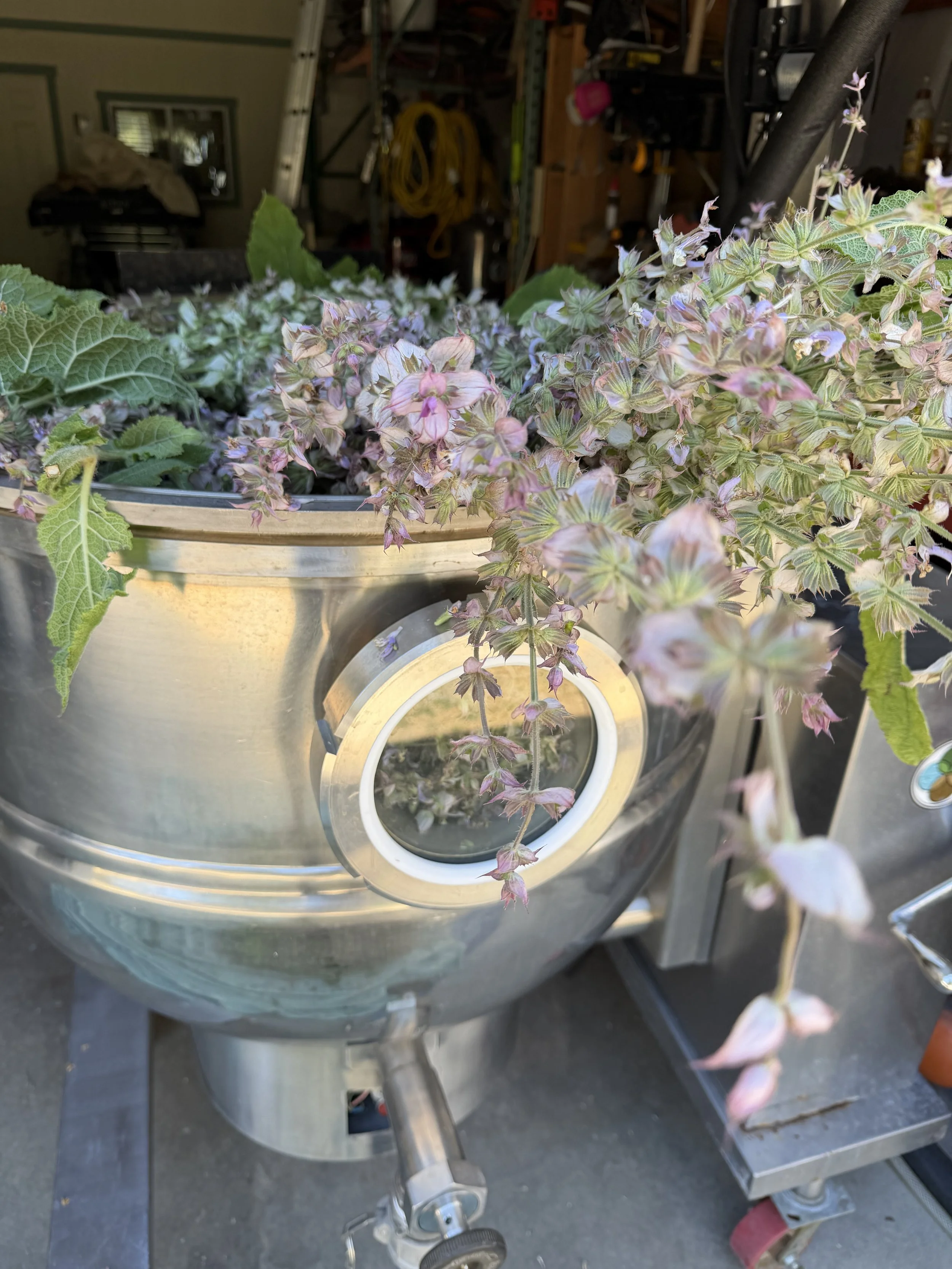 Clary Sage Hydrosoul