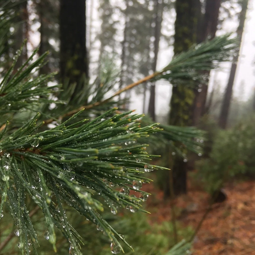 Close-up of pine tree branch with water droplets, in a misty forest setting with tall trees and damp ground.