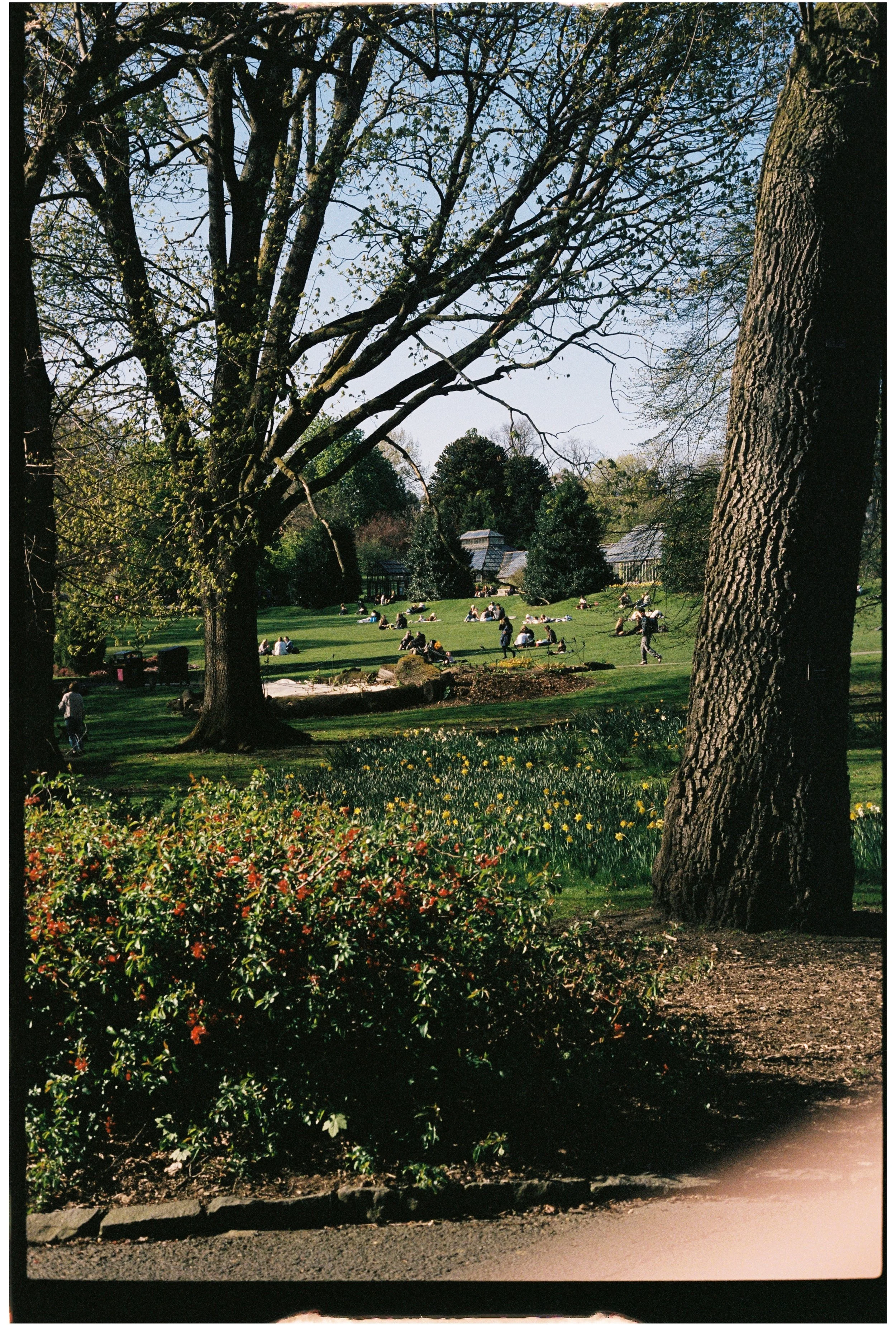 A park scene with large trees, a grassy hill where people are sitting and relaxing, and a few houses or buildings in the background. There are colorful flowers in the foreground. Photographed on 35mm film.