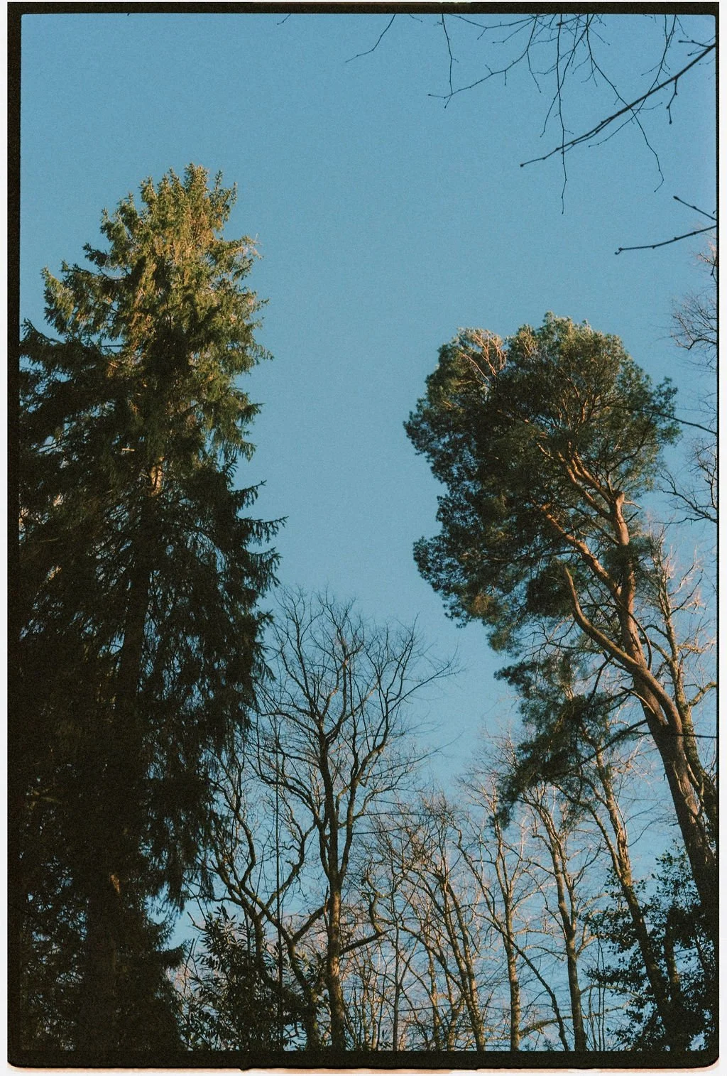 View of tall trees with bare branches and some with green foliage, against a clear blue sky.