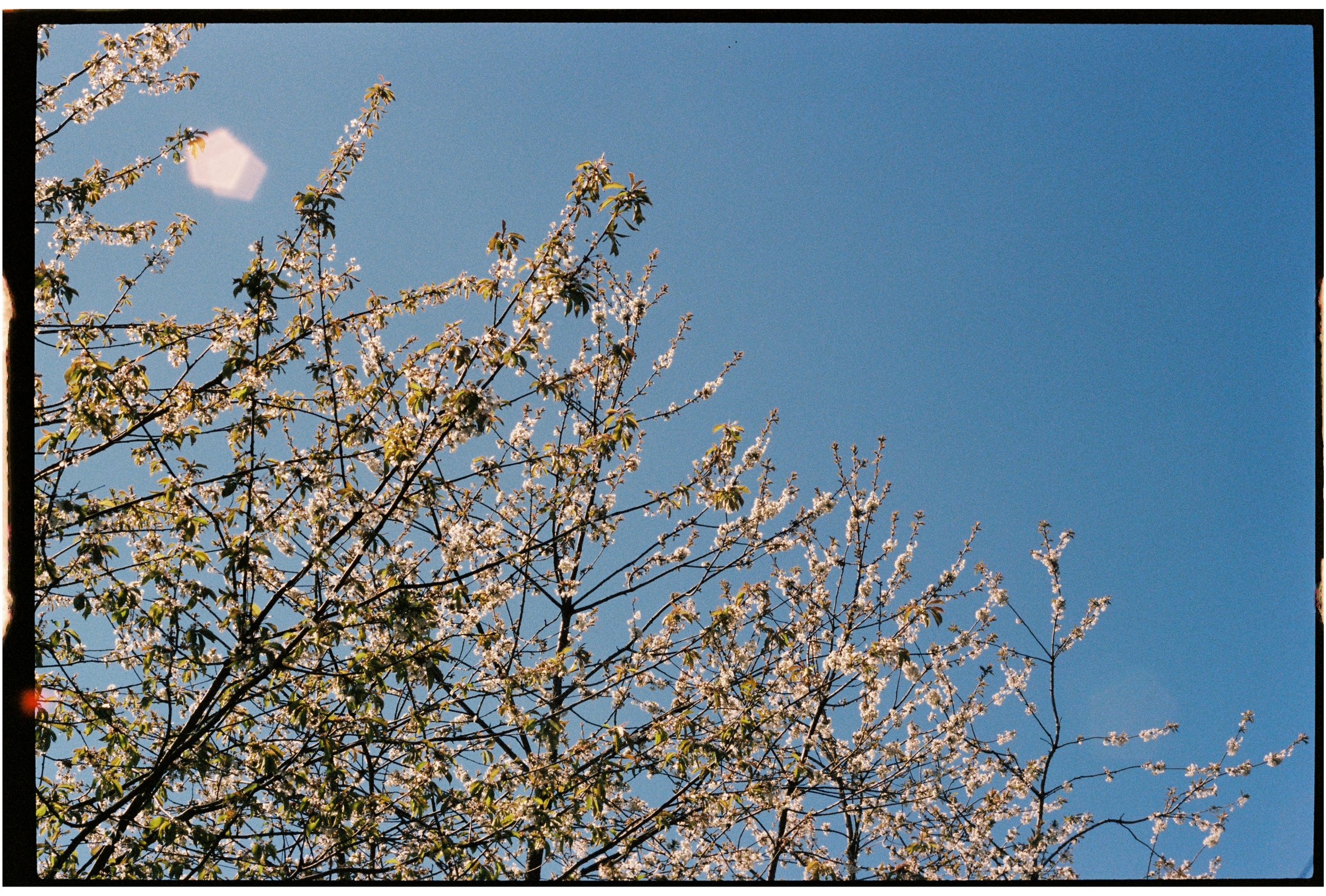 Tree branches with blooming white flowers against a clear blue sky, on 35mm film.