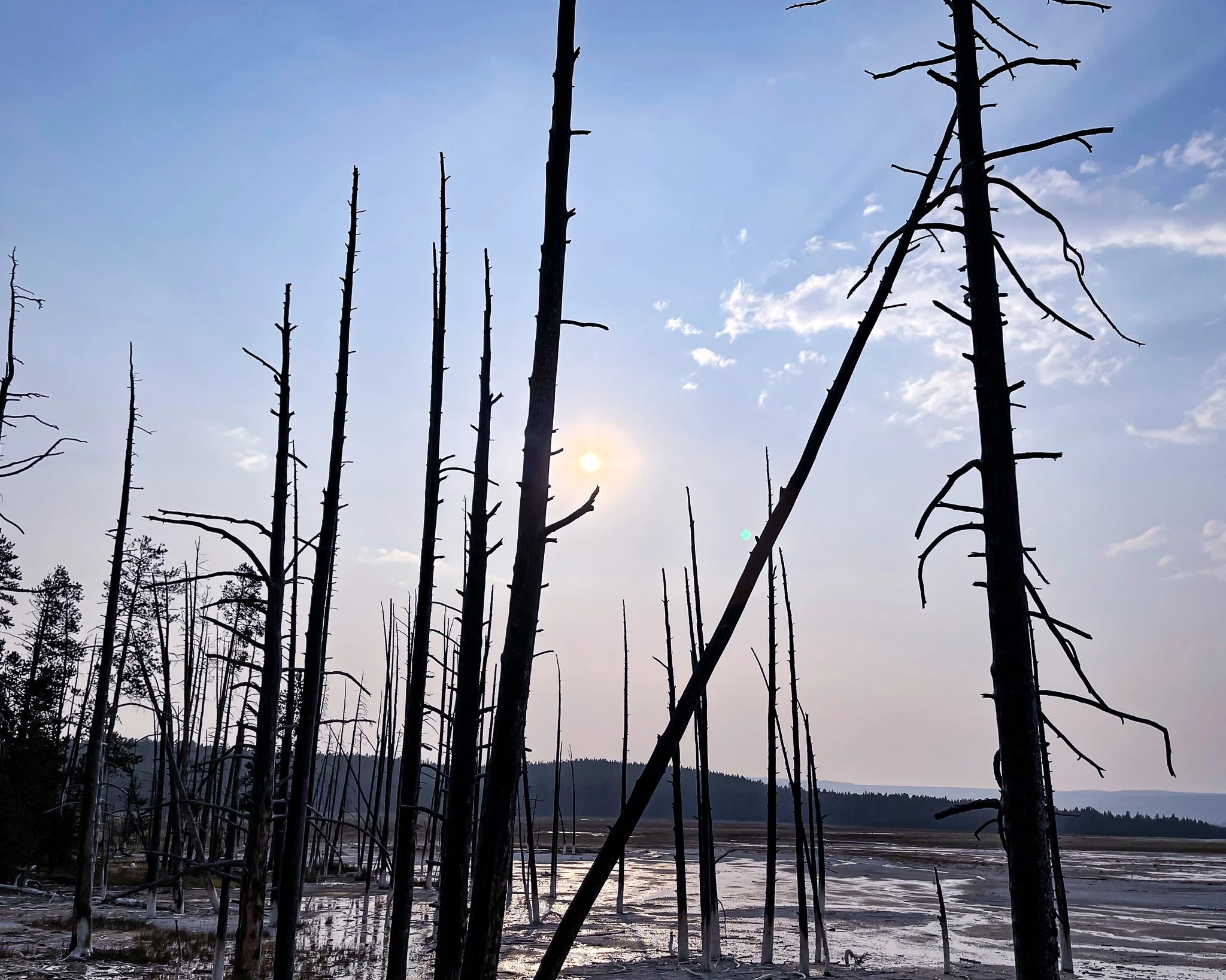 Desolate forest of leafless, burnt trees with a setting sun and blue sky with scattered clouds in the background.