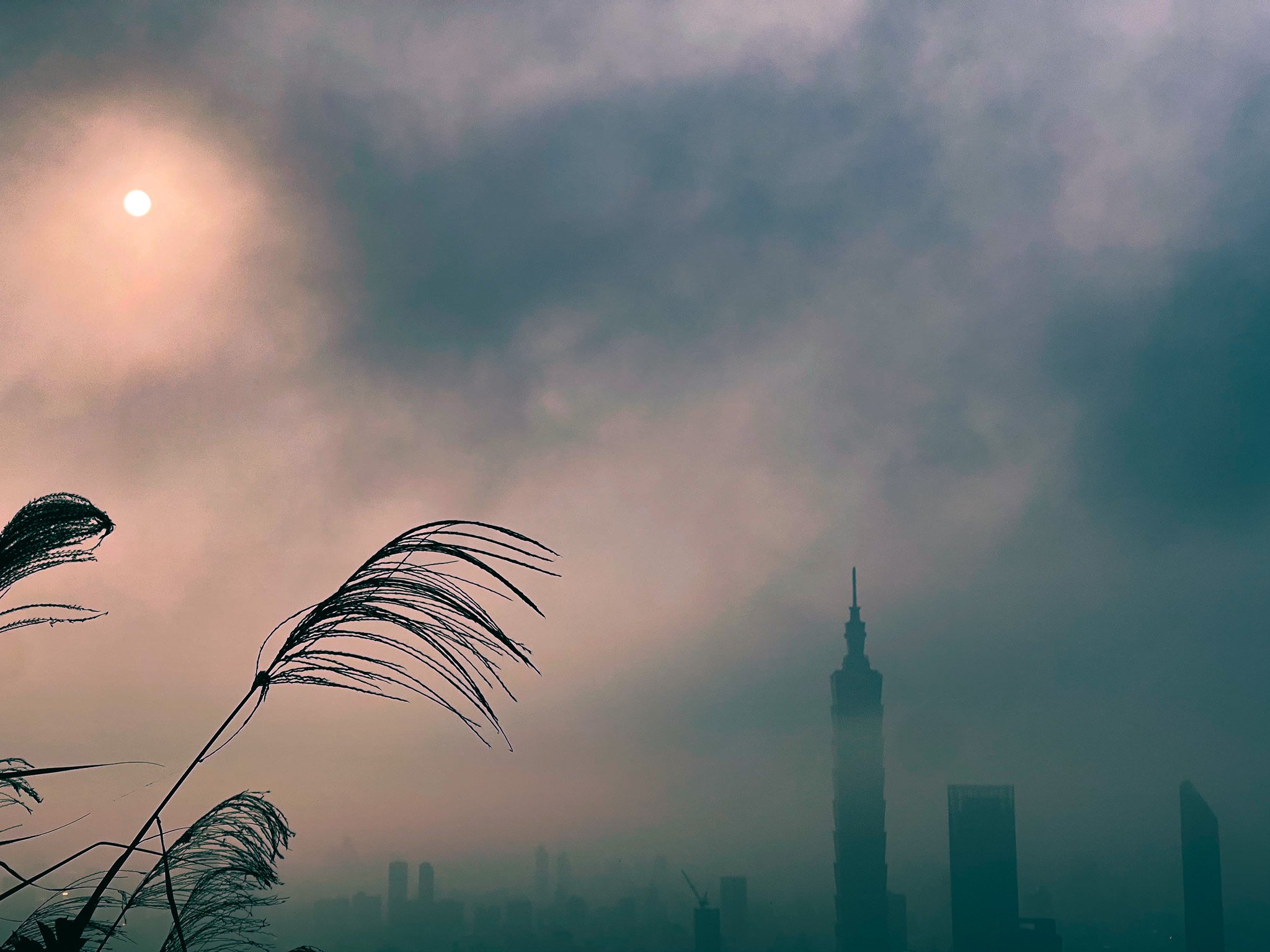 kushphoto-taipei-pampas-grass-taipei-101-2024.jpg