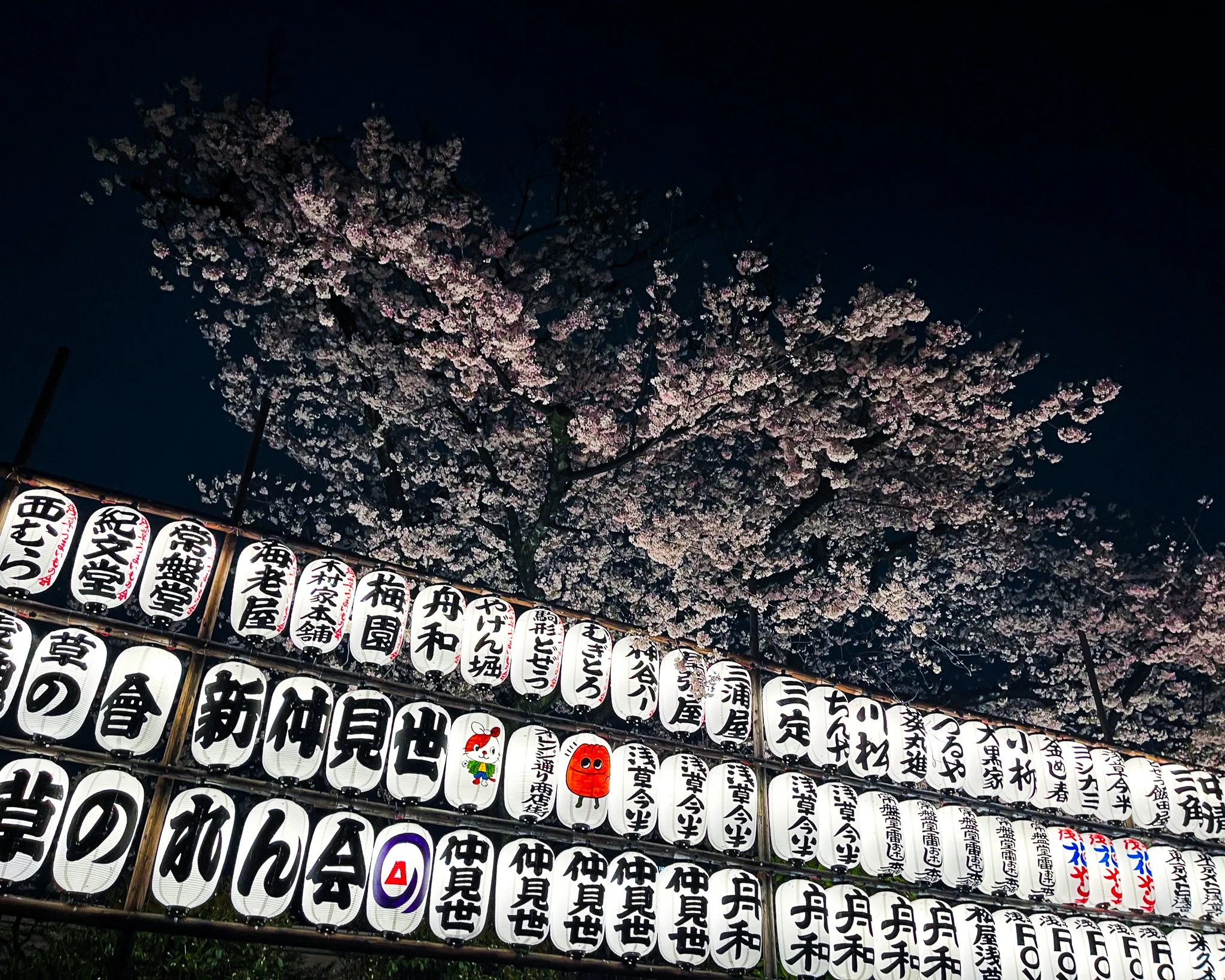 Night scene of cherry blossom tree above illuminated Japanese paper lanterns with Japanese writing.