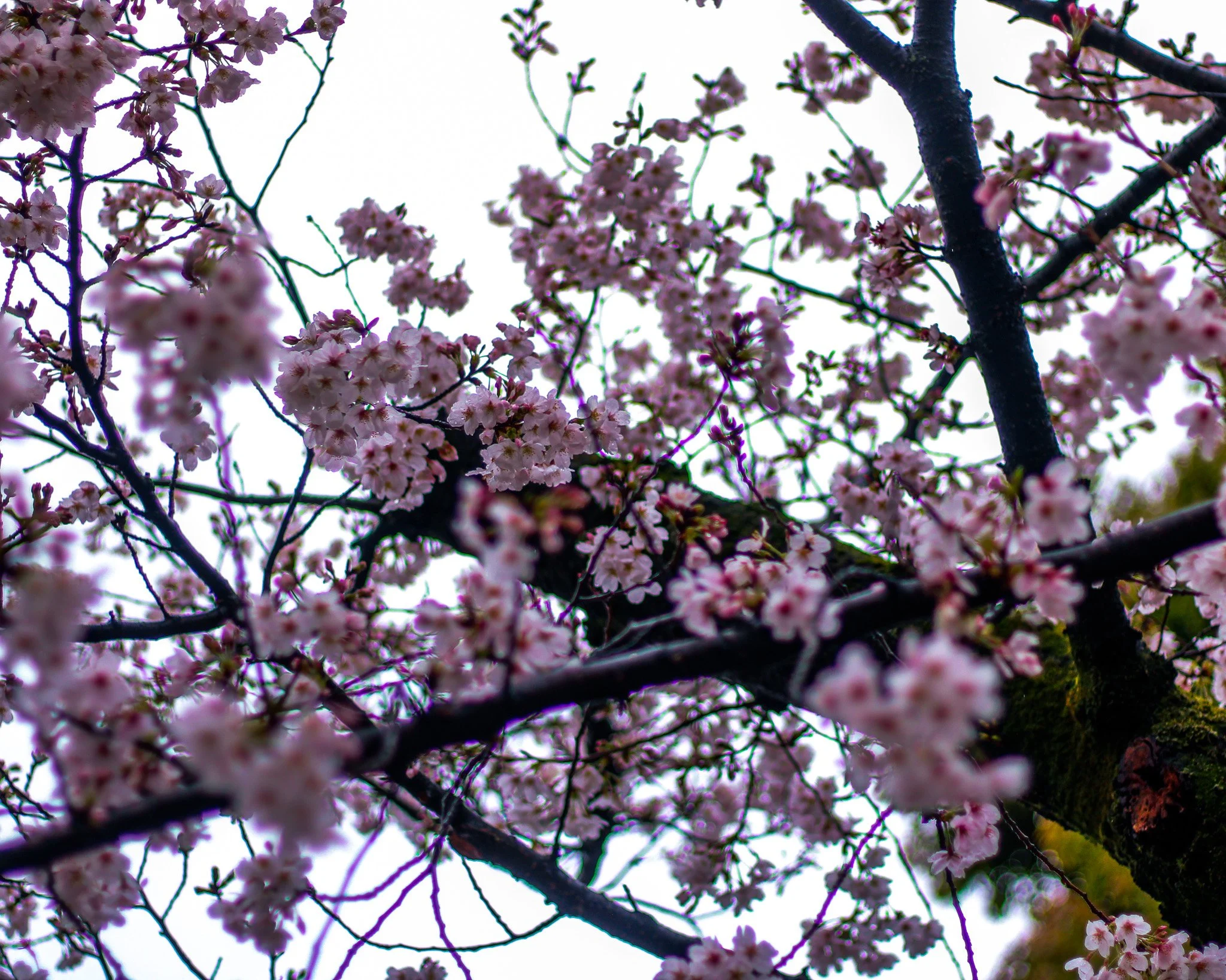 Close-up view of pink cherry blossoms on dark tree branches against a cloudy sky.