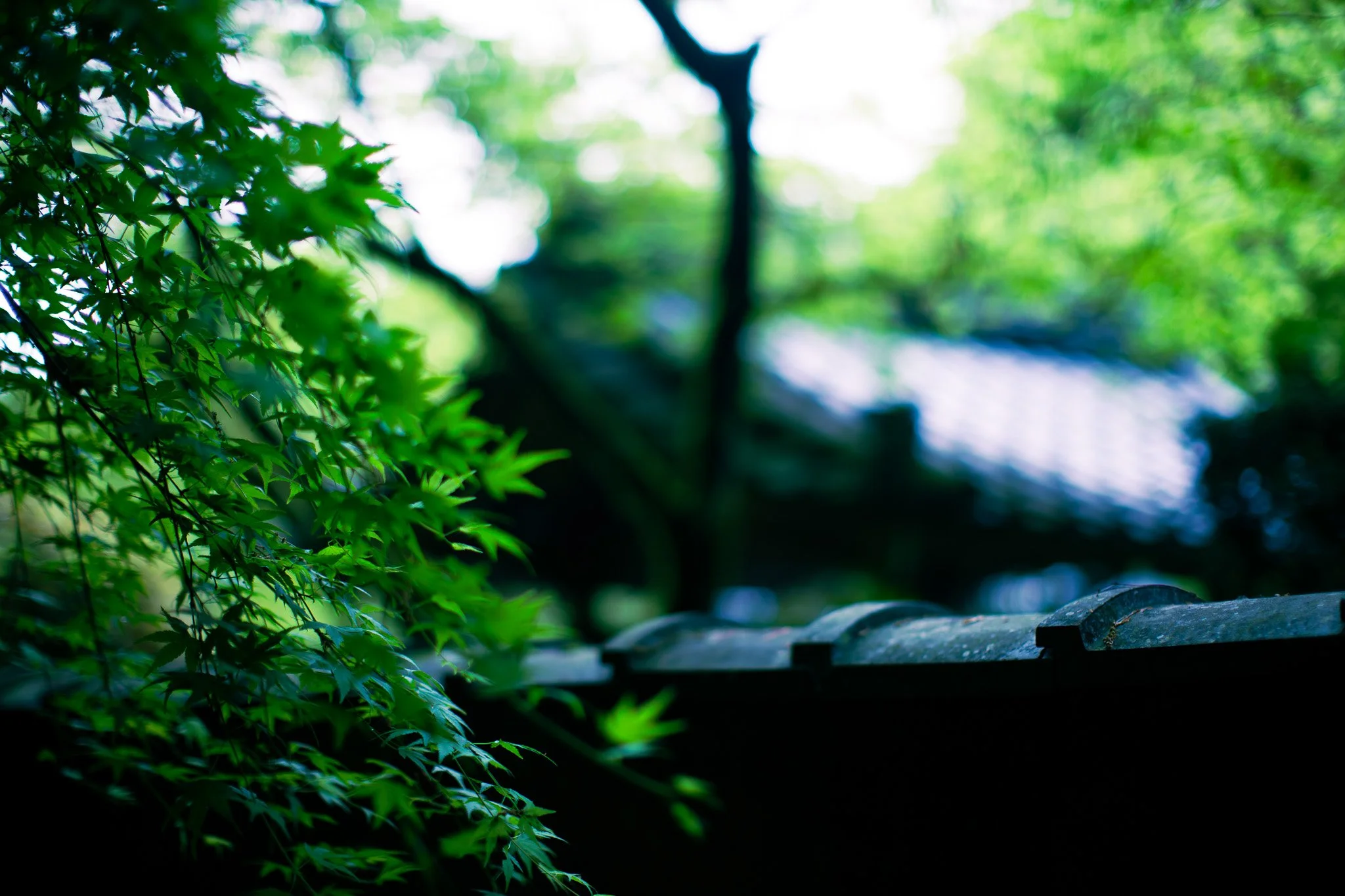 kushphoto-kyoto-maple-leaves-roof-bokeh-2024.jpg