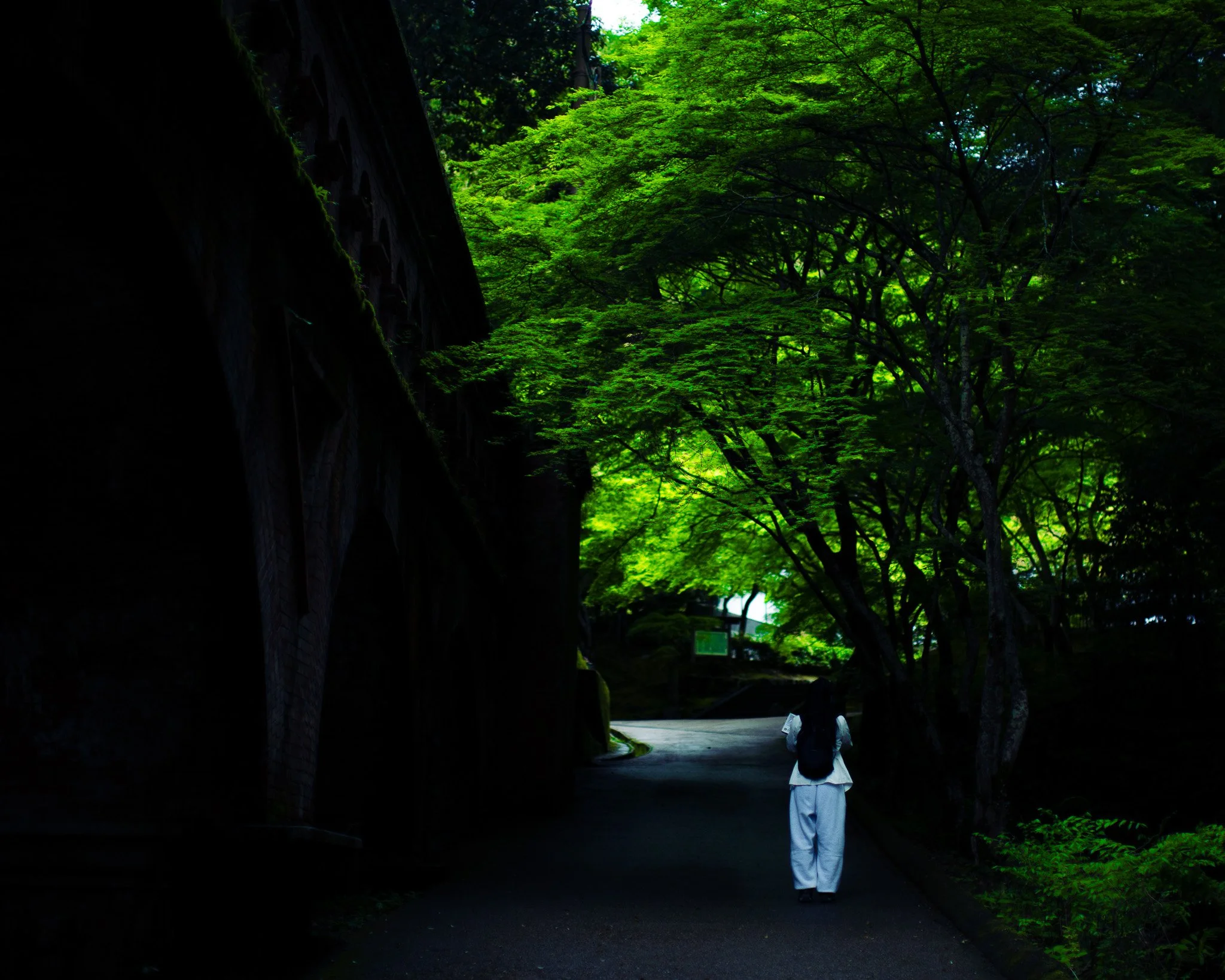 kushphoto-kyoto-person-walking-tree-path-2024.jpg