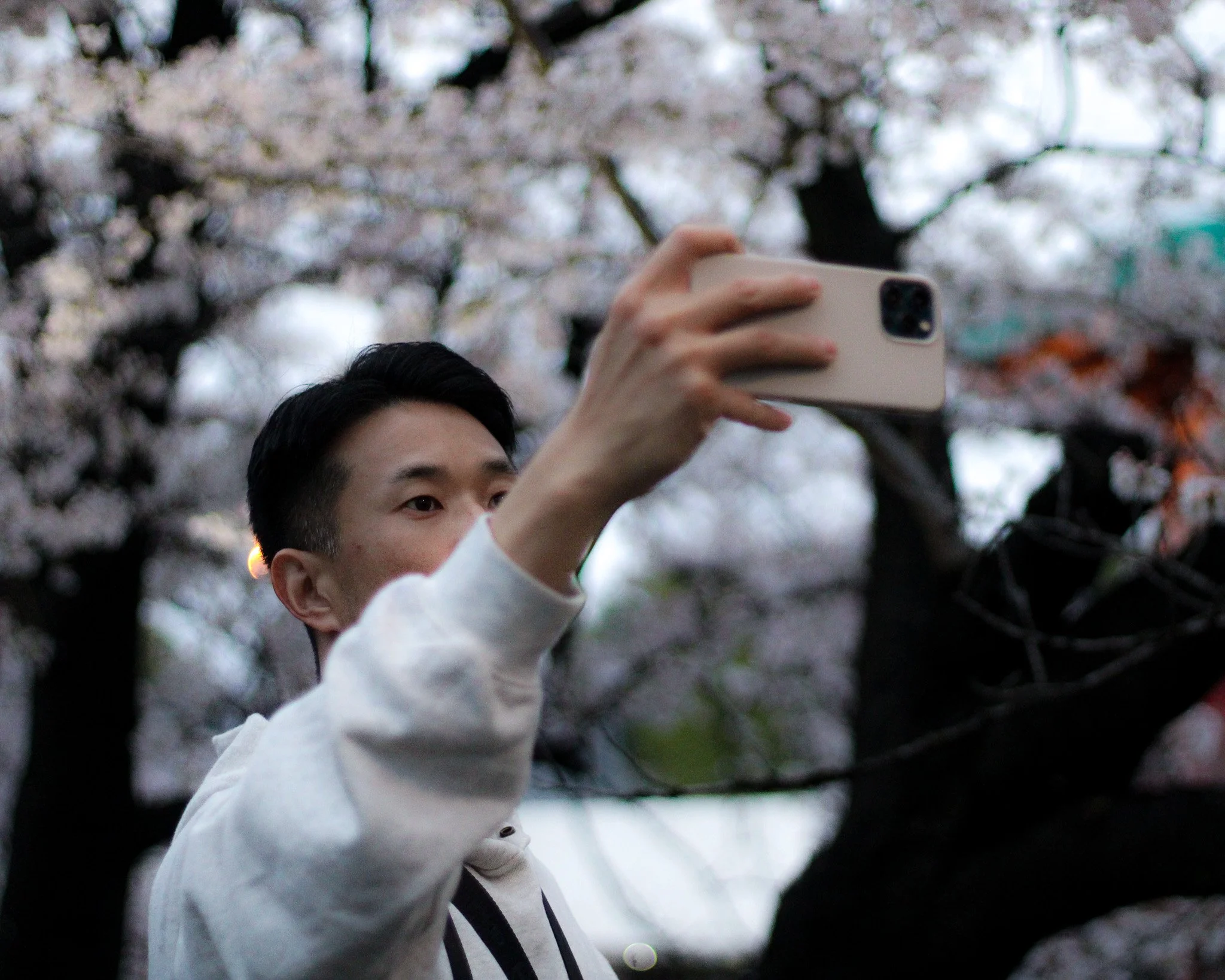 A young man taking a selfie with his smartphone outdoors, with blooming cherry blossom trees in the background.