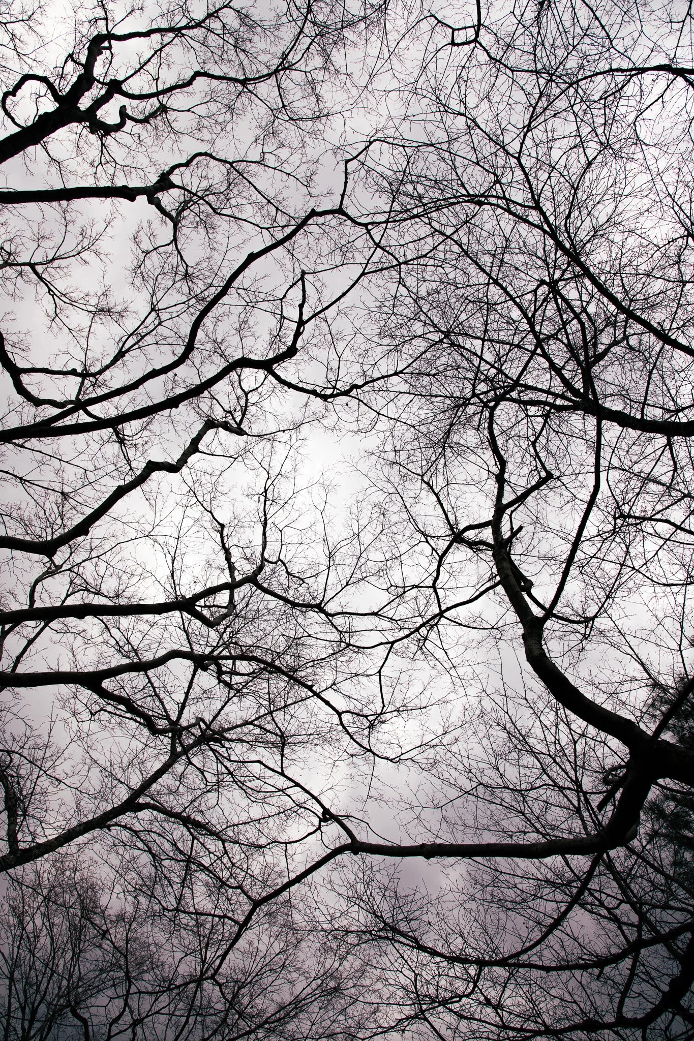 Bare branches weaving a pattern against the sky, 2025