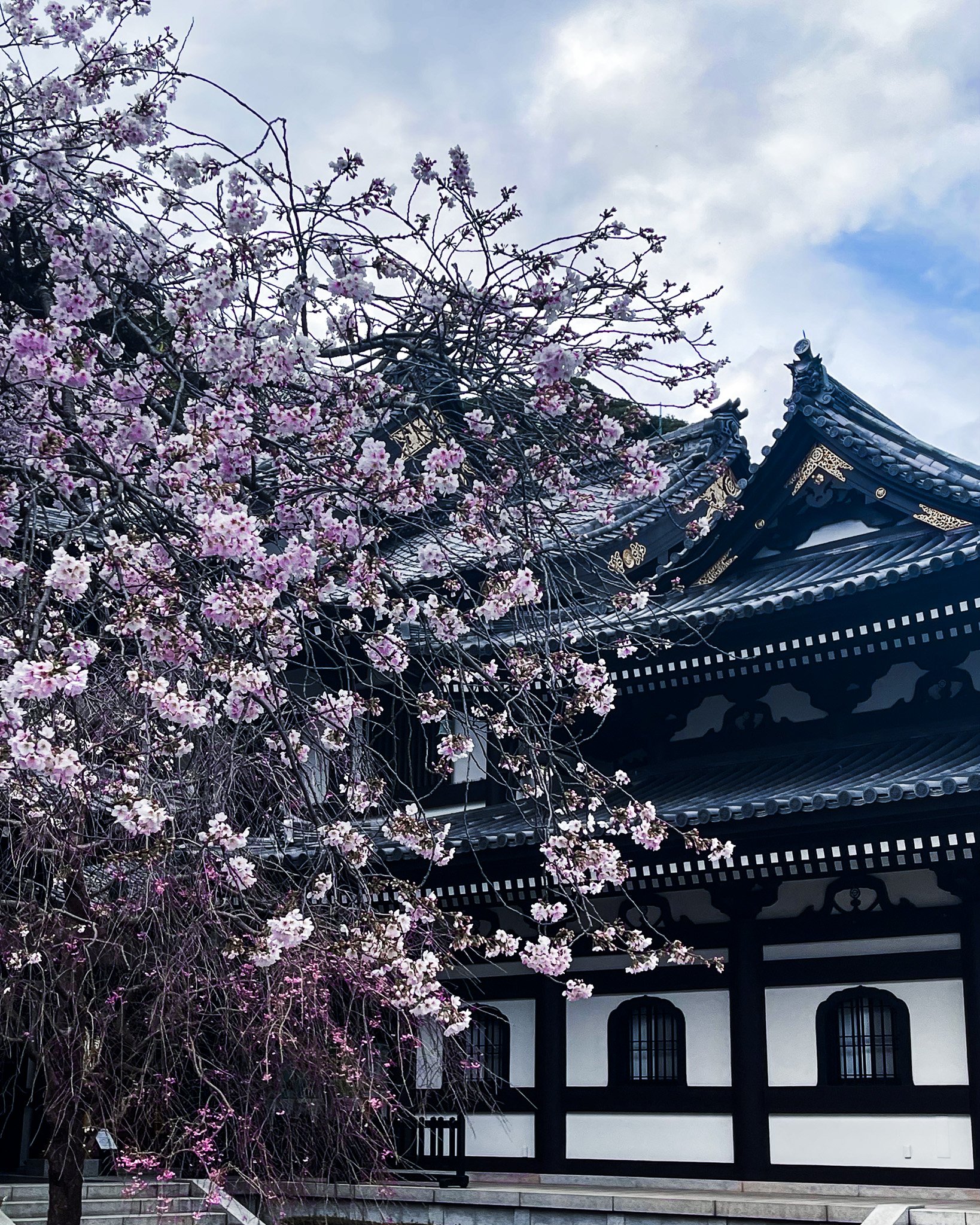 Cherry blossom tree with pink flowers in front of a traditional Japanese temple with black and white exterior and ornate roof details.