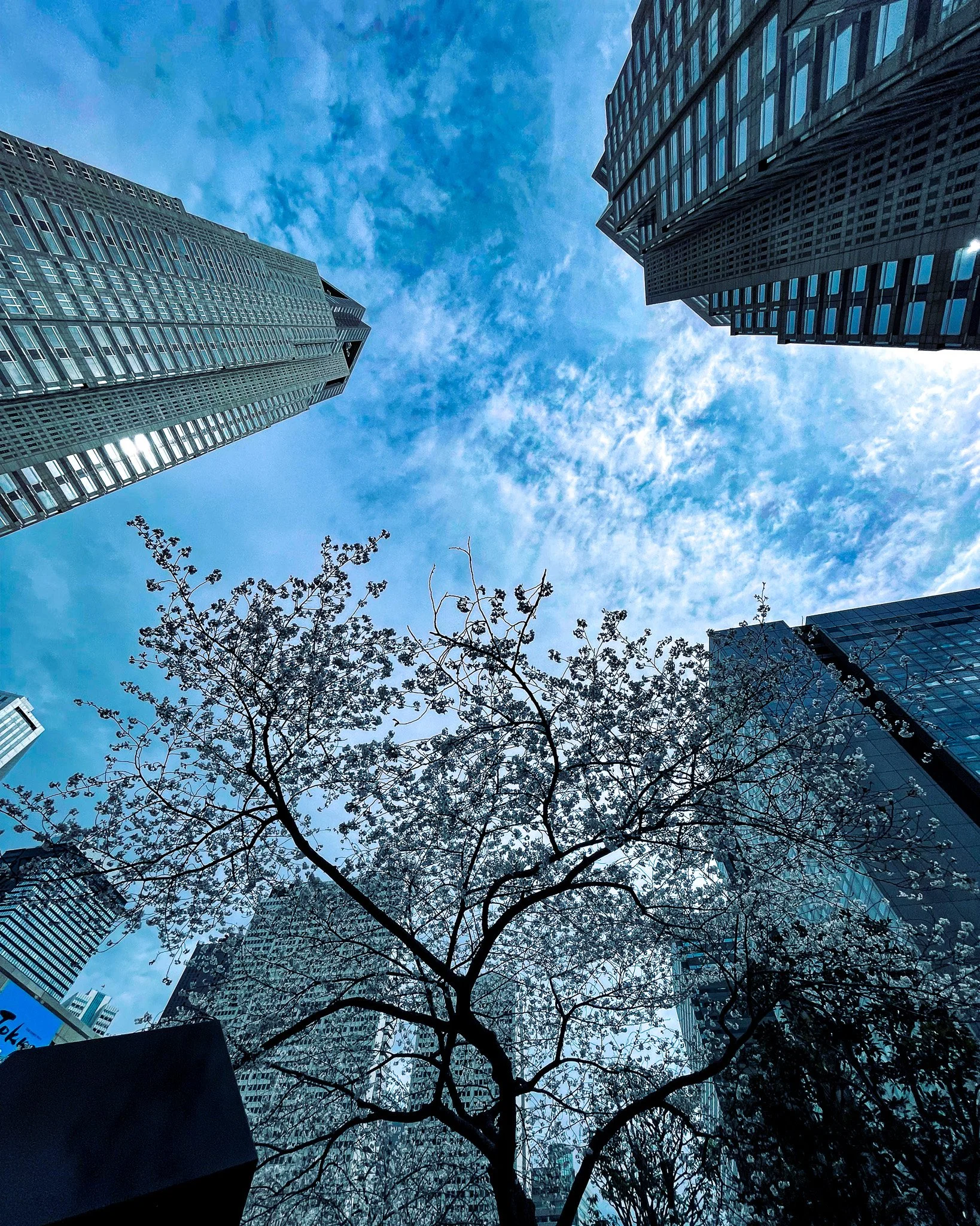 View of a city sky with tall skyscrapers and a tree with budding blossoms