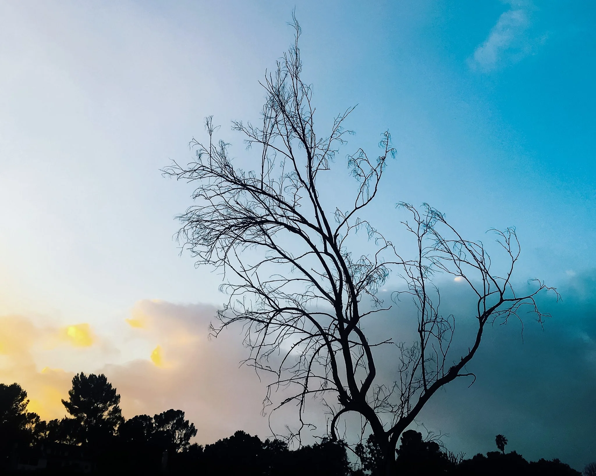 kushphoto-usa-bare-tree-silhouette-sunset-2018.jpg