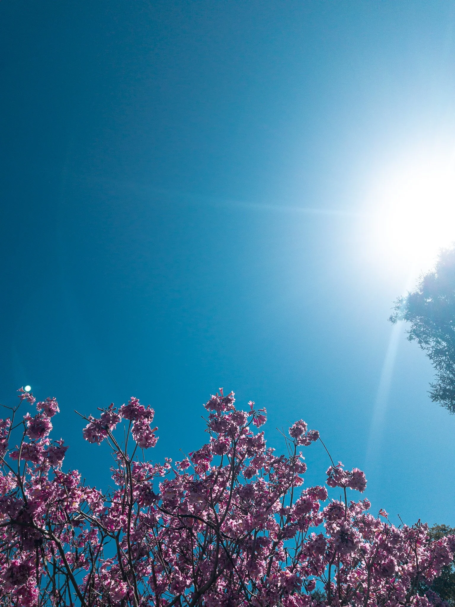 kushphoto-usa-pink-blossoms-blue-sky-sun-2023.jpg