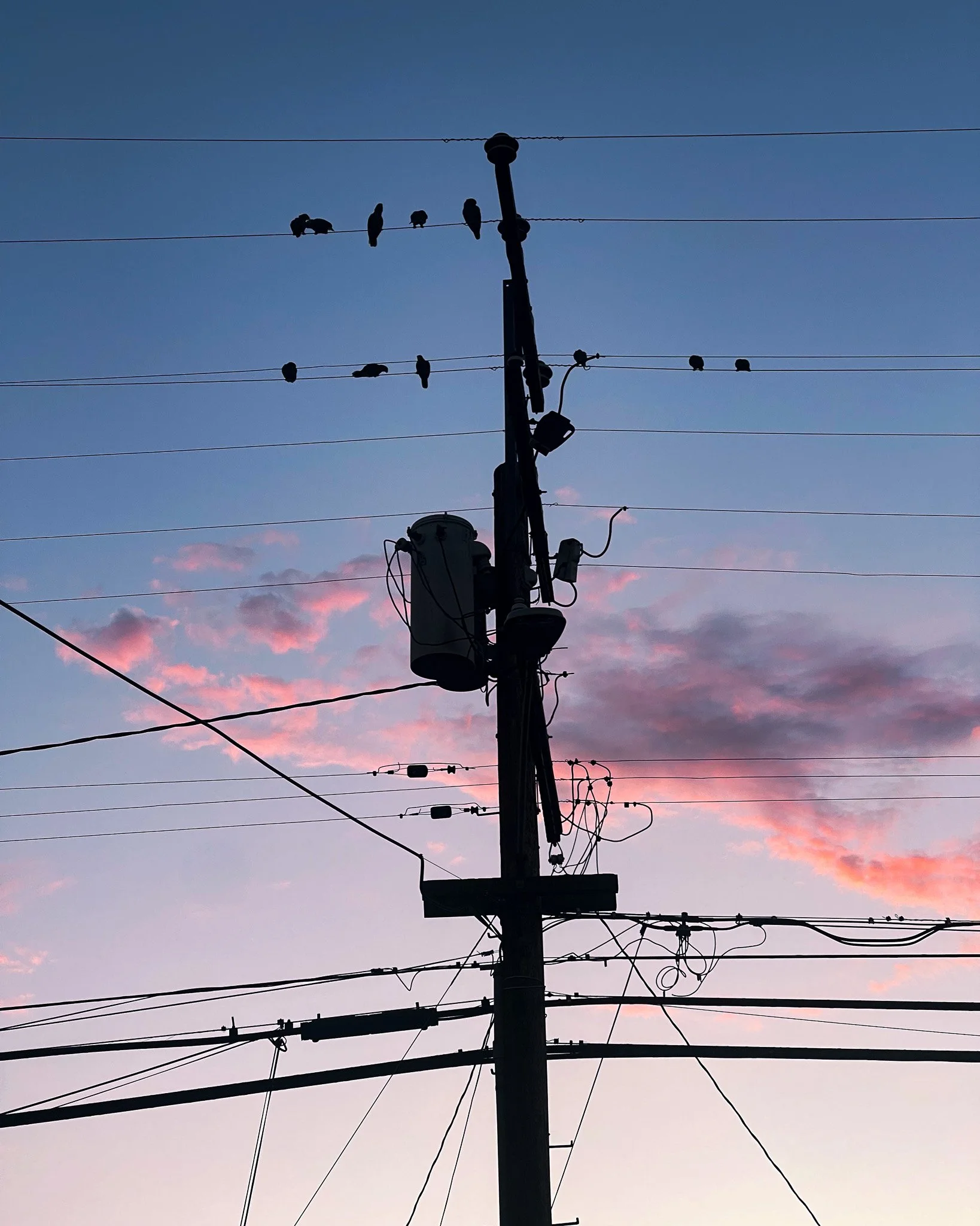 kushphoto-usa-birds-power-lines-pink-sunset-2023.jpg