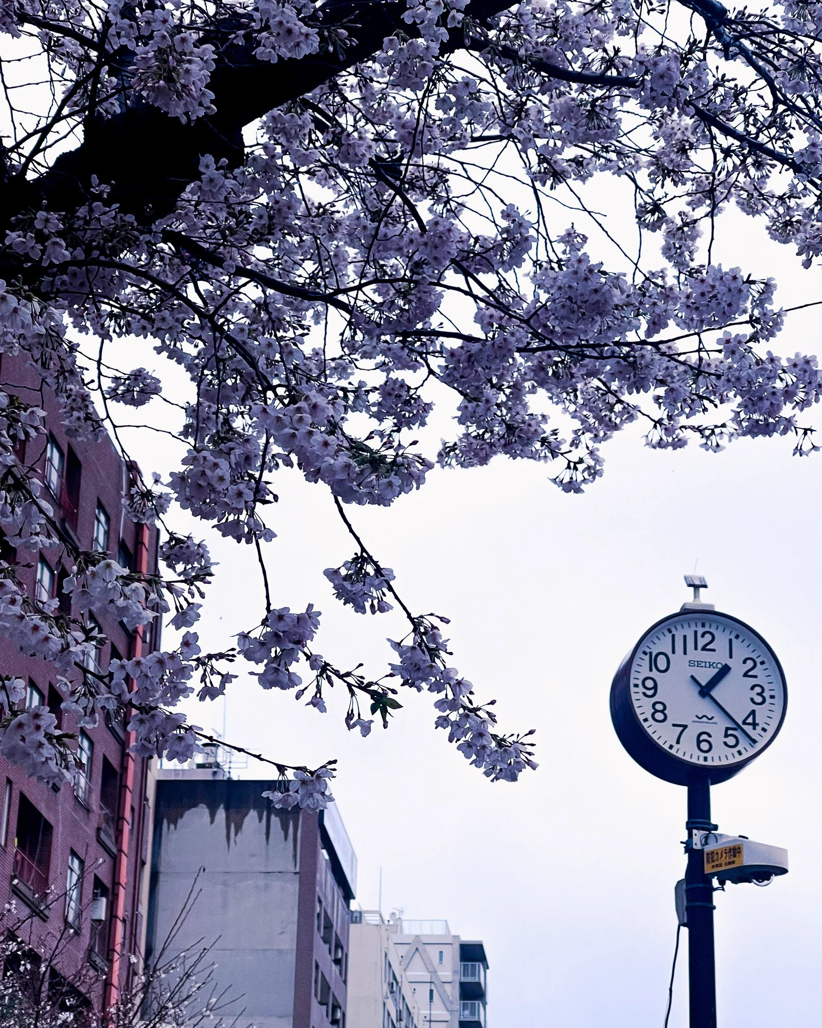 kushphoto-japan-cherry-blossom-street-clock-2023.jpg