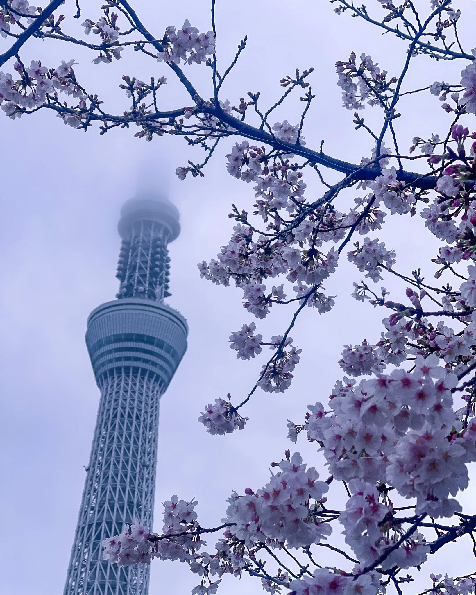 Cherry blossoms in bloom with the Tokyo Skytree partially shrouded in fog in the background.