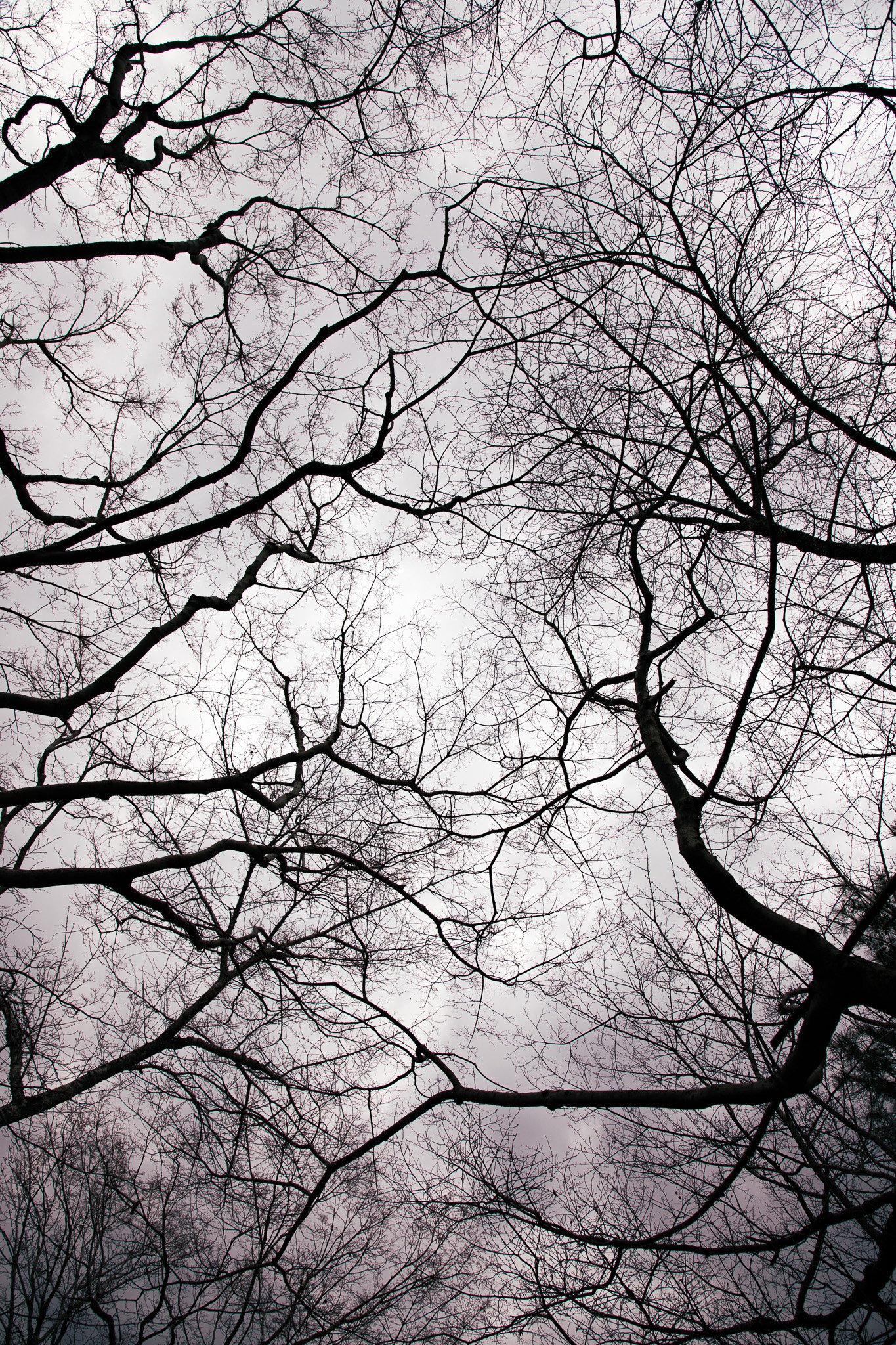kushphoto-japan-winter-branches-grey-sky-2025.jpg