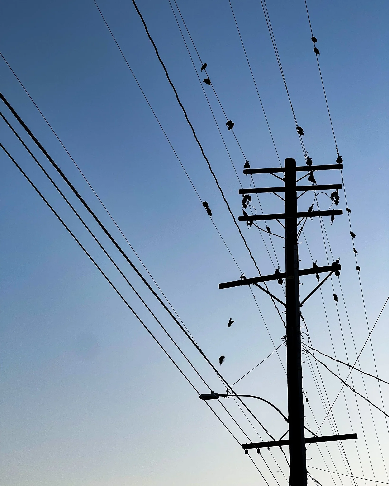 kushphoto-usa-birds-power-pole-wires-2023.jpg