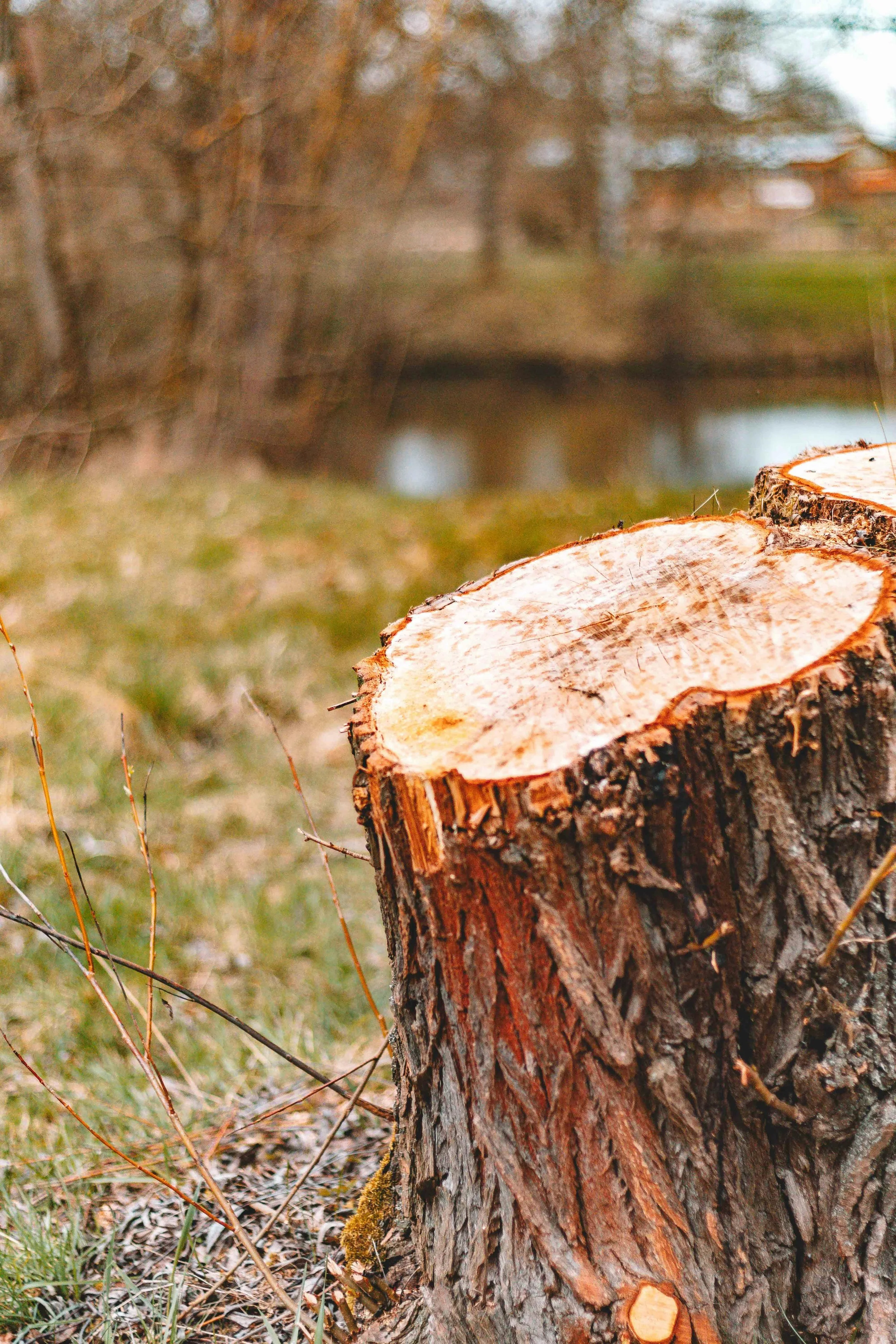 Cut tree stump in a grassy outdoor area with blurred trees and water in the background.
