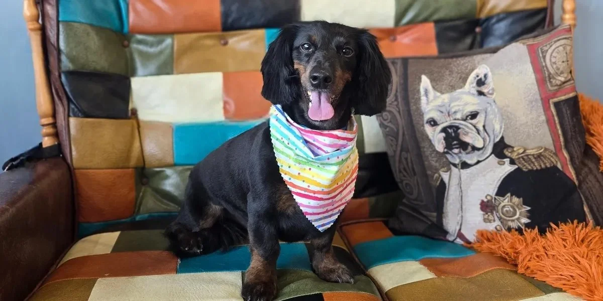 A black and brown puppy sitting on a colorful patchwork couch with a dog-themed pillow and orange fuzzy blanket behind it.