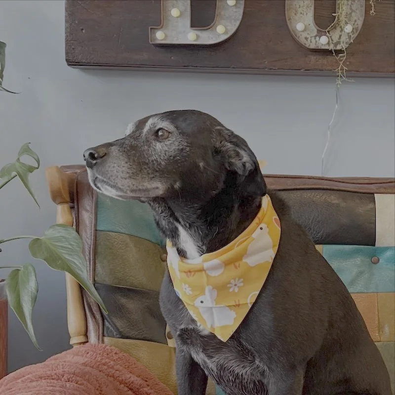 A small black Labrador mix with gray areas on its face wearing a yellow bandana with white duck and flower patterns, sitting on a colorful patchwork chair.