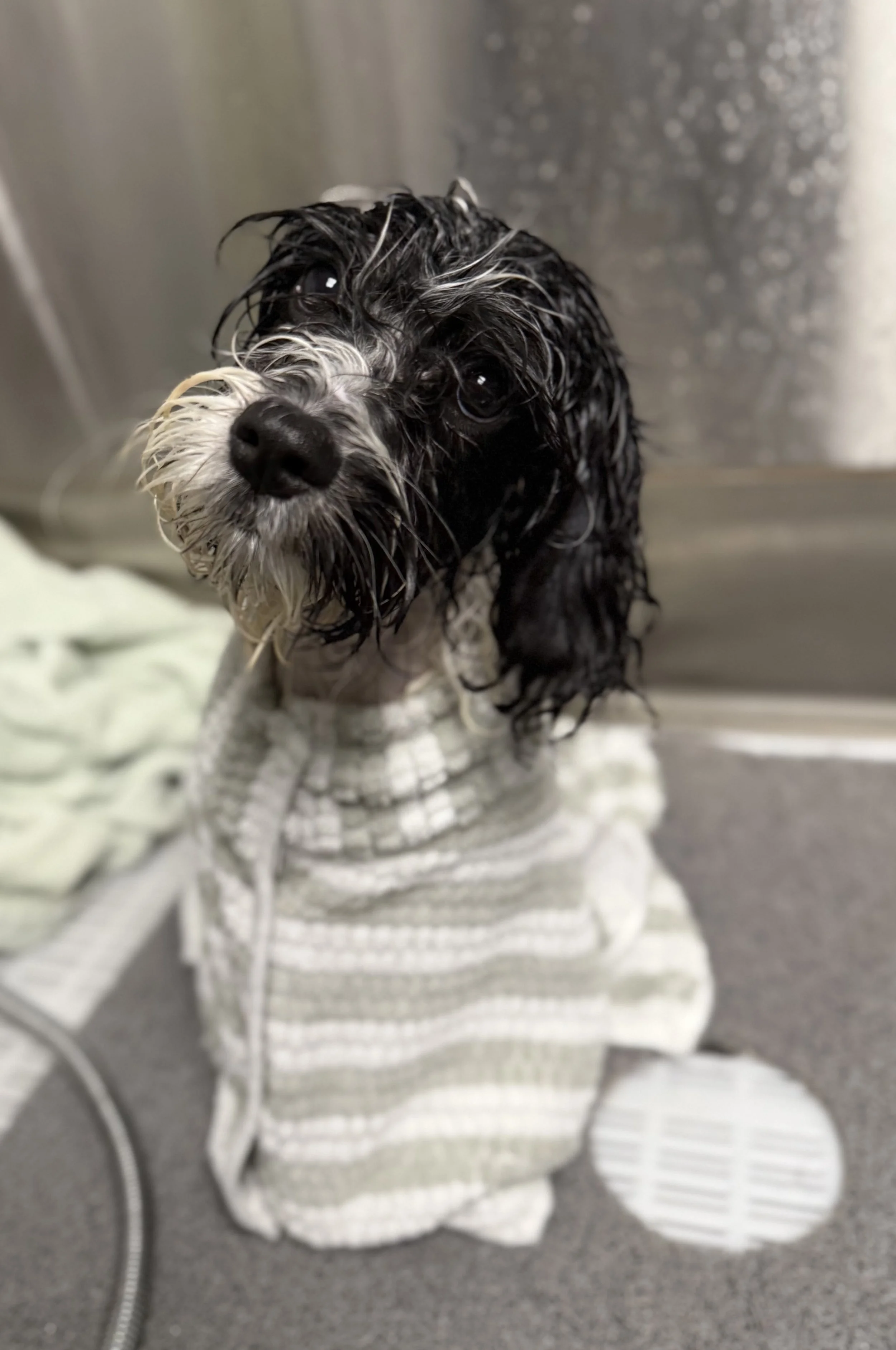 Wet dog with a black and white coat wearing a striped bathrobe, sitting on a gray surface in what appears to be a bathtub area.