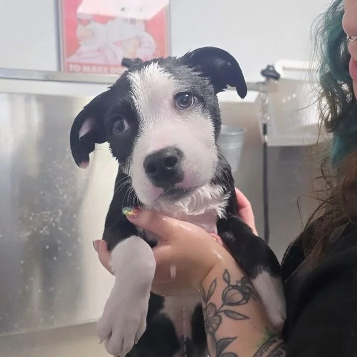 A person holding a wet black and white puppy in a grooming setting.
