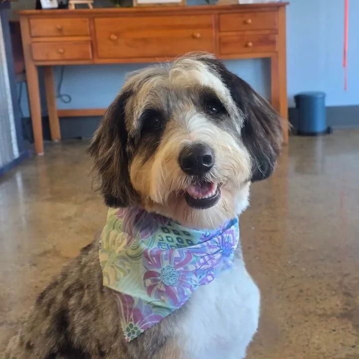 A friendly, fluffy Goldendoodle with black, white, and gray fur, wearing a colorful bandana, sitting indoors on a polished floor in front of a wooden table and blue wall.