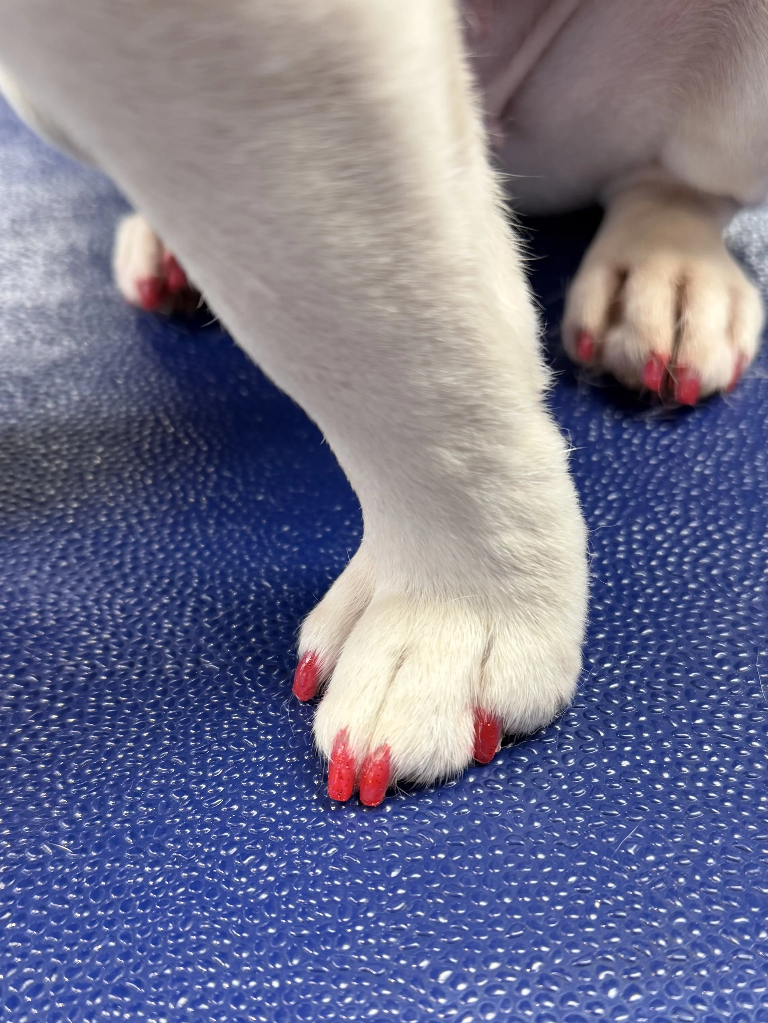 Close-up of puppy paws with red-painted nails on a textured blue surface.