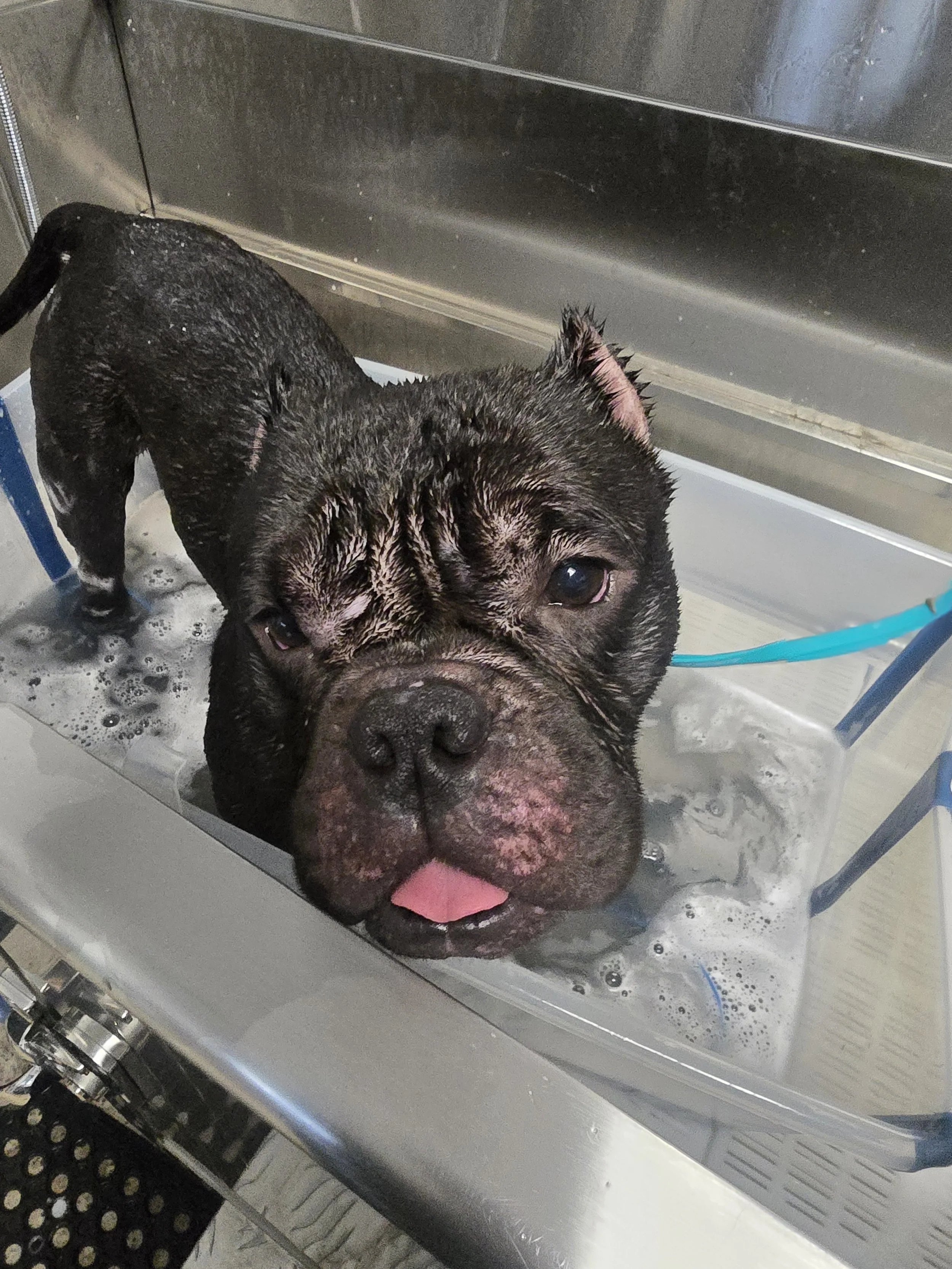 A wet bulldog in a bathtub with soap bubbles, looking at the camera with one eye closed and tongue slightly out.