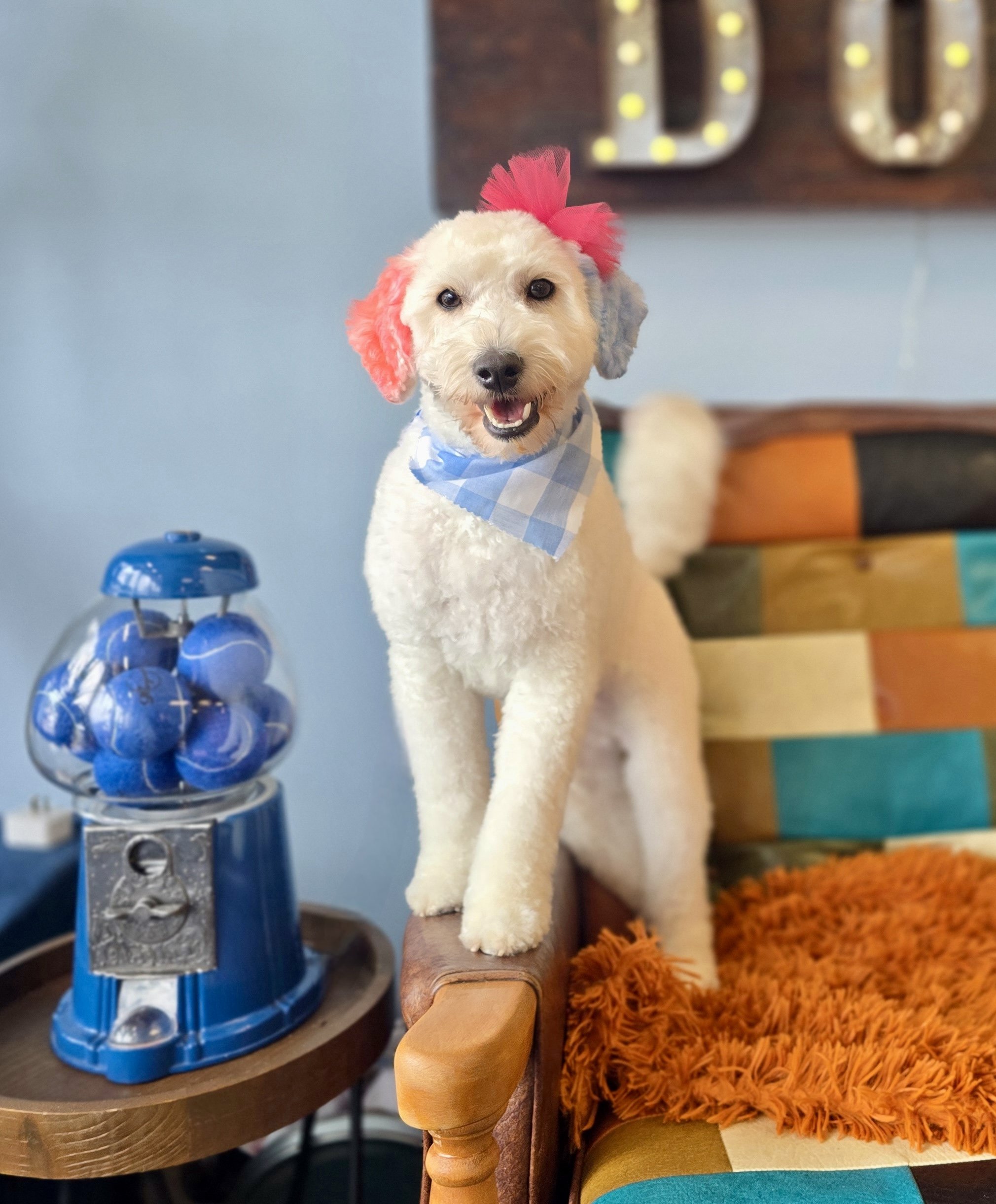 A white Goldendoodle with pink-dyed ears and a pink feathered bow, wearing a blue and white bandana, standing on a wooden armrest of a colorful sofa, with a gumball machine filled with blue tennis balls nearby.