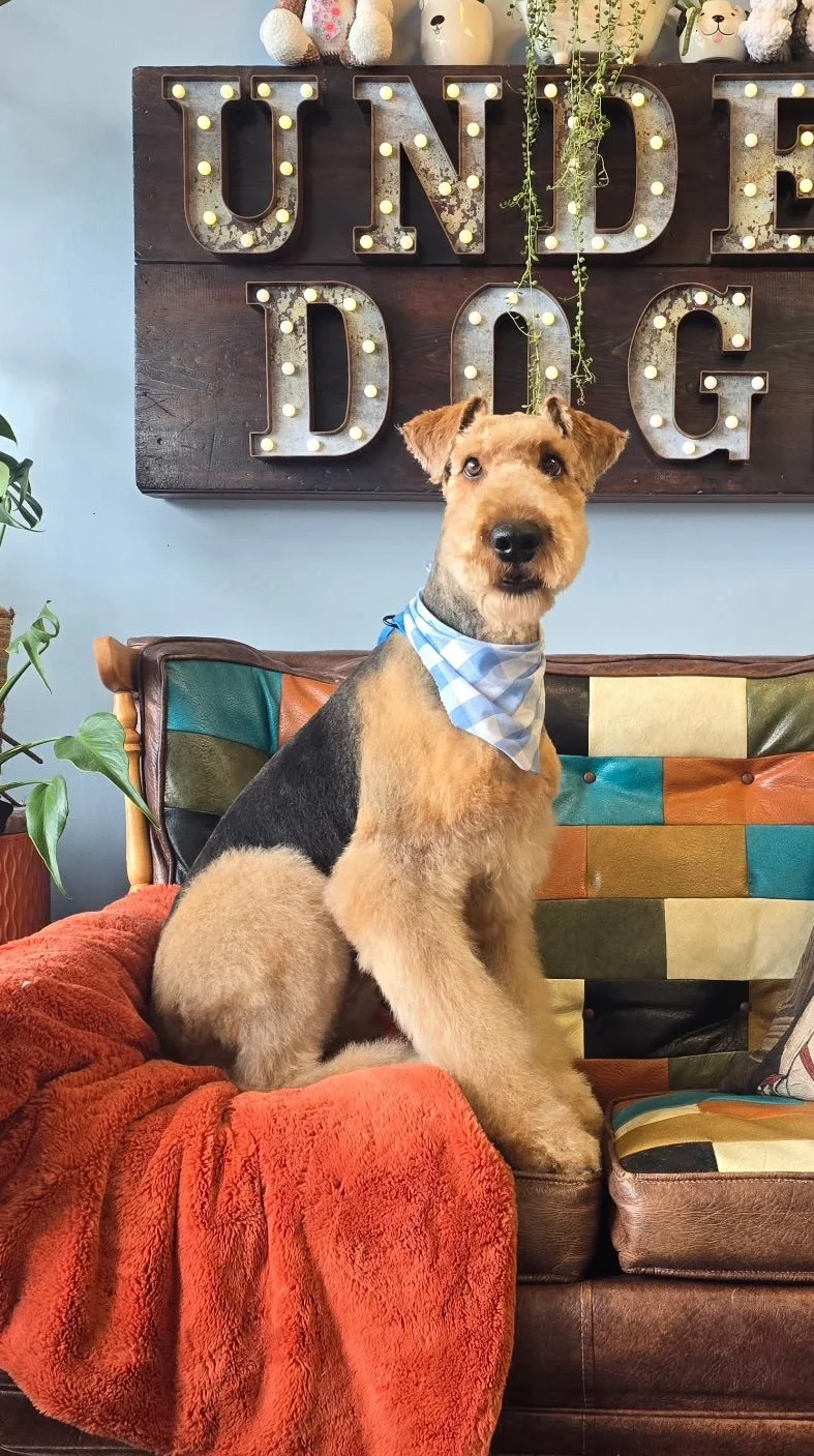A dog with a blue and white checkered bandana sitting on a colorful patchwork couch, with a decorative wall sign that reads 'UNDERDOG' illuminated with bulbs behind it. There are plush toys and plants nearby.