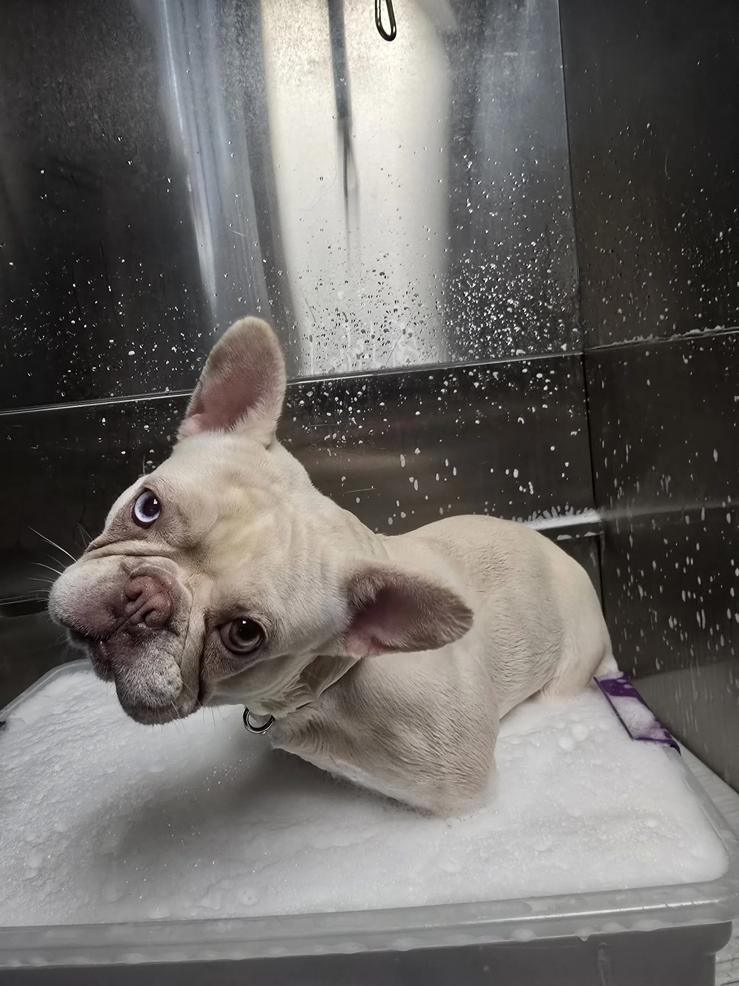 A light-colored French Bulldog puppy with blue eyes getting a bath in a stainless steel sink, surrounded by soap suds.