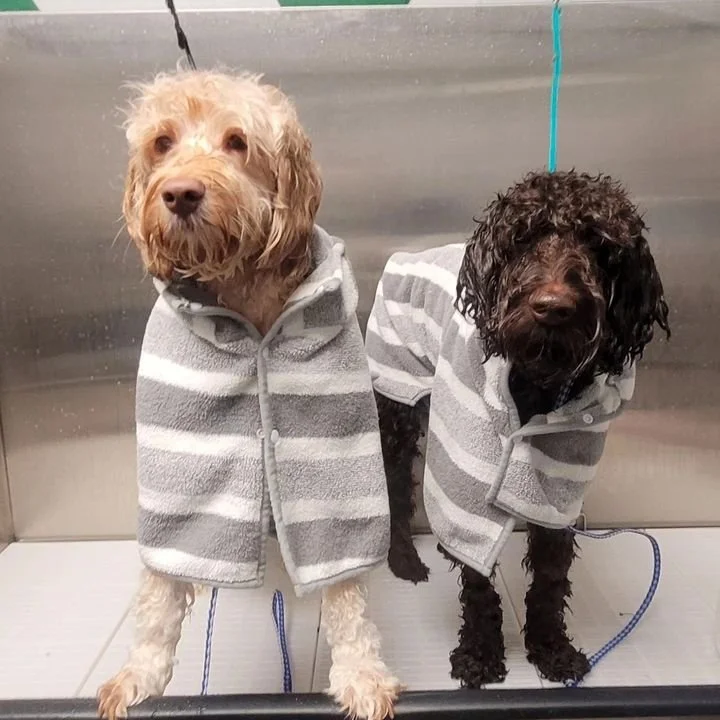 Two dogs wearing gray and white striped jackets in a grooming or washing station.