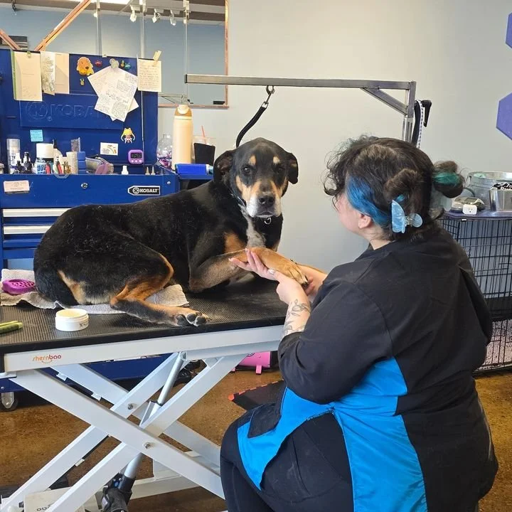 A dog lying on a grooming table at a grooming salon, with a person holding a towel or cloth near the dog's paw, possibly during grooming.