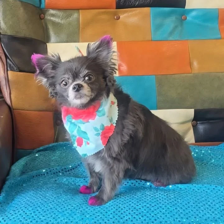 A small Chihuahua mix with black and gray fur, wearing a colorful floral bandana with red, blue, and green, sitting on a textured blue blanket in front of a multicolored patchwork quilt.