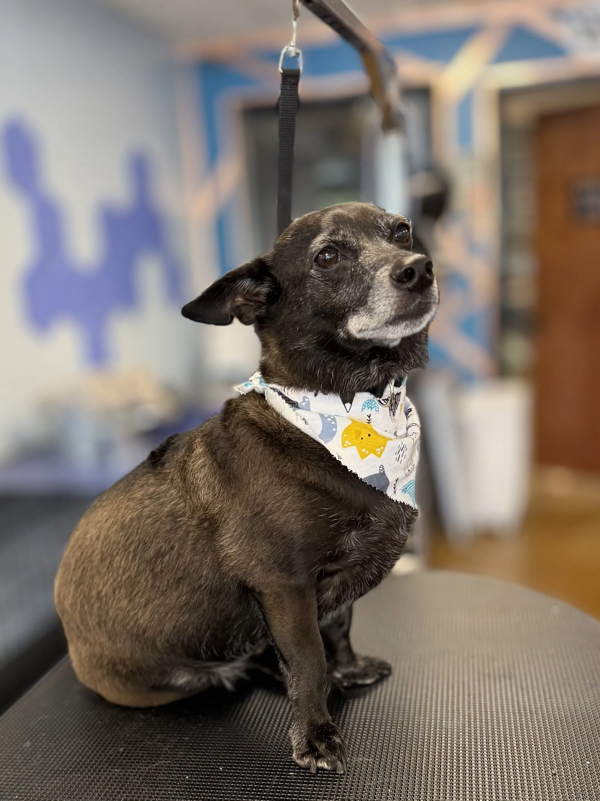 A small Chihuahua with gray fur around the face, sitting on a grooming table, wearing a bandana with colorful animal prints, looking upwards with a calm expression. The background has a blue wall